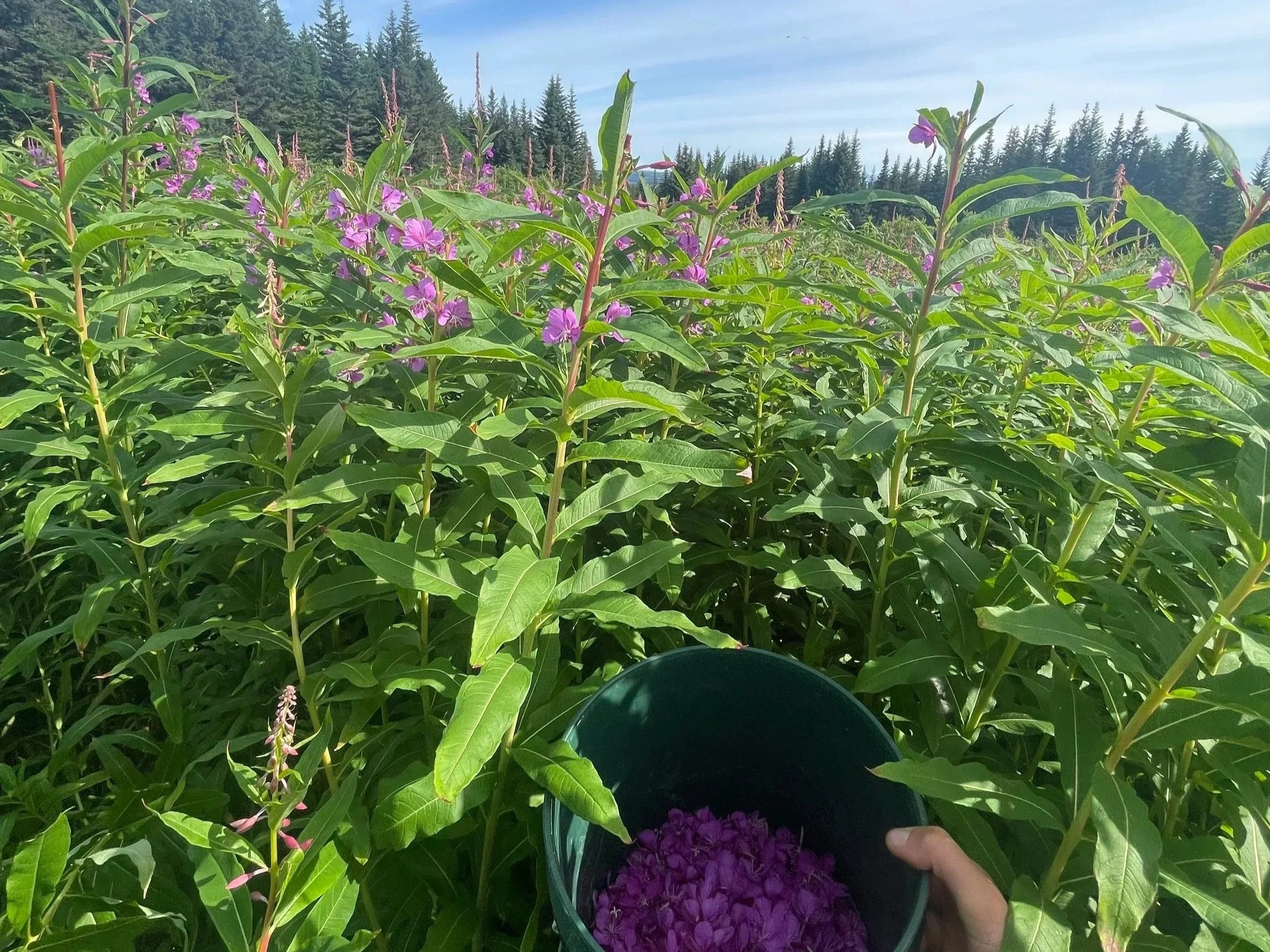 Weekly Wildcrafting at Inspiration Ridge Preserve: Wild Tea Workshop 
