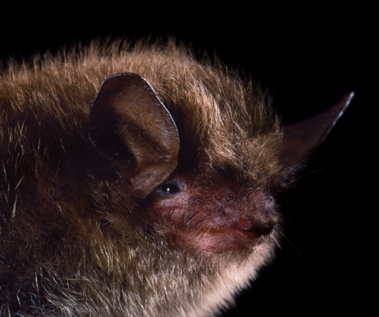Driving Bat Survey 
