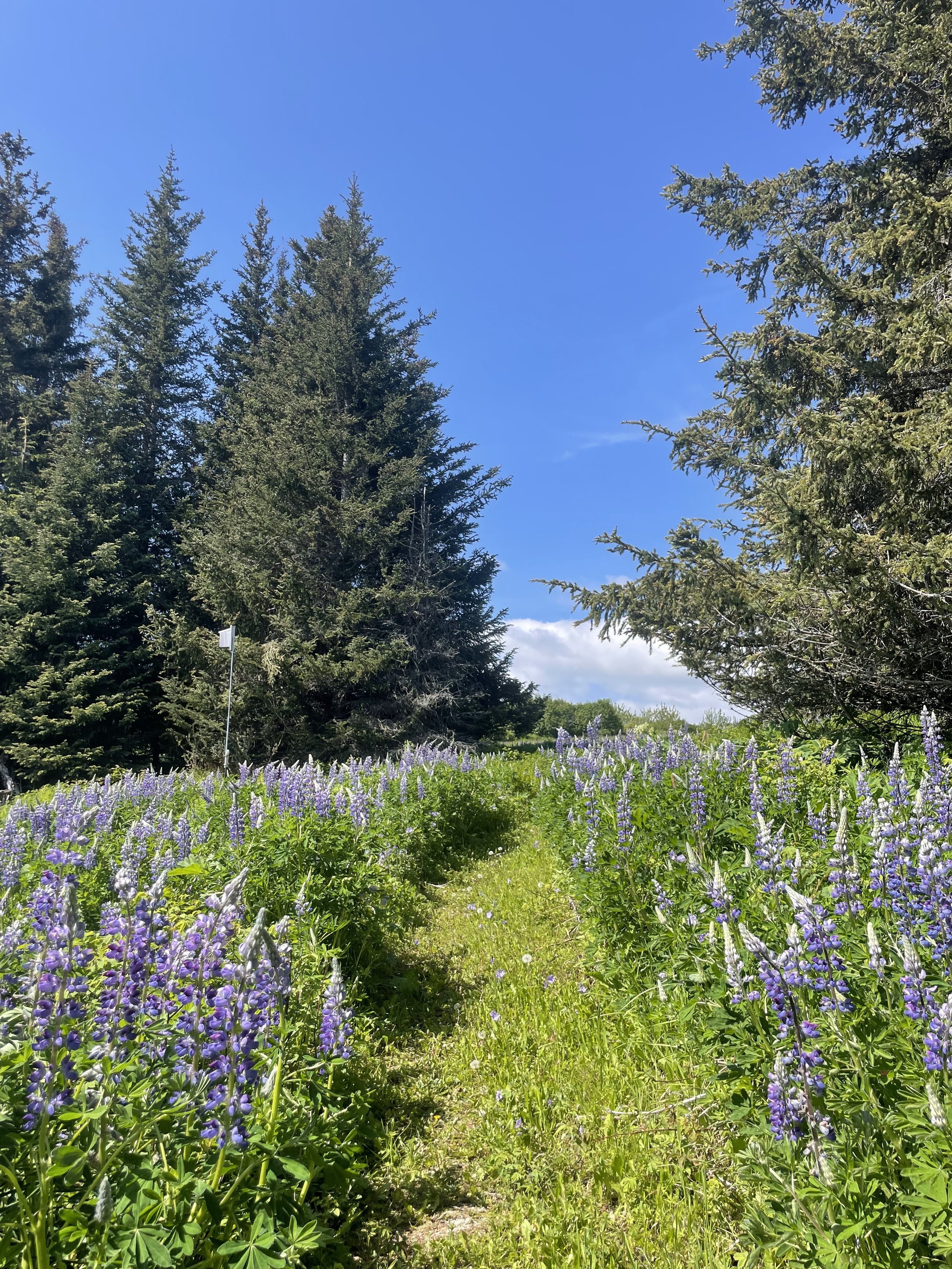 2025_IRP_lupine trail.jpeg