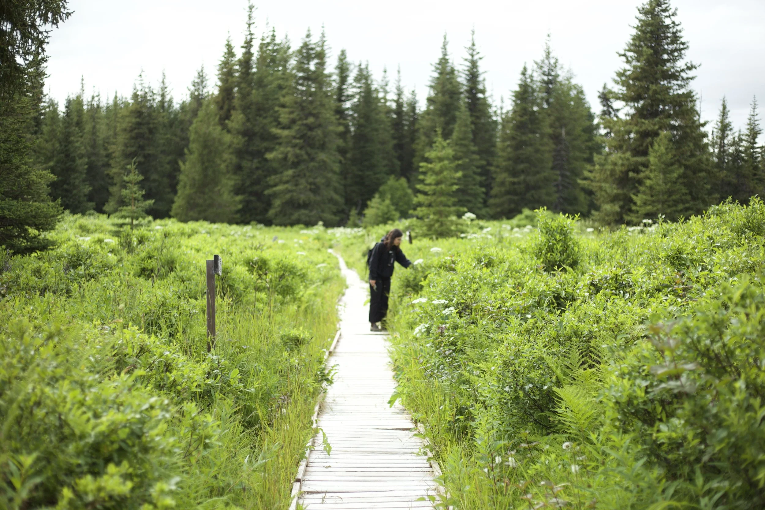 2025_Wynn_Maya plant boardwalk.jpeg