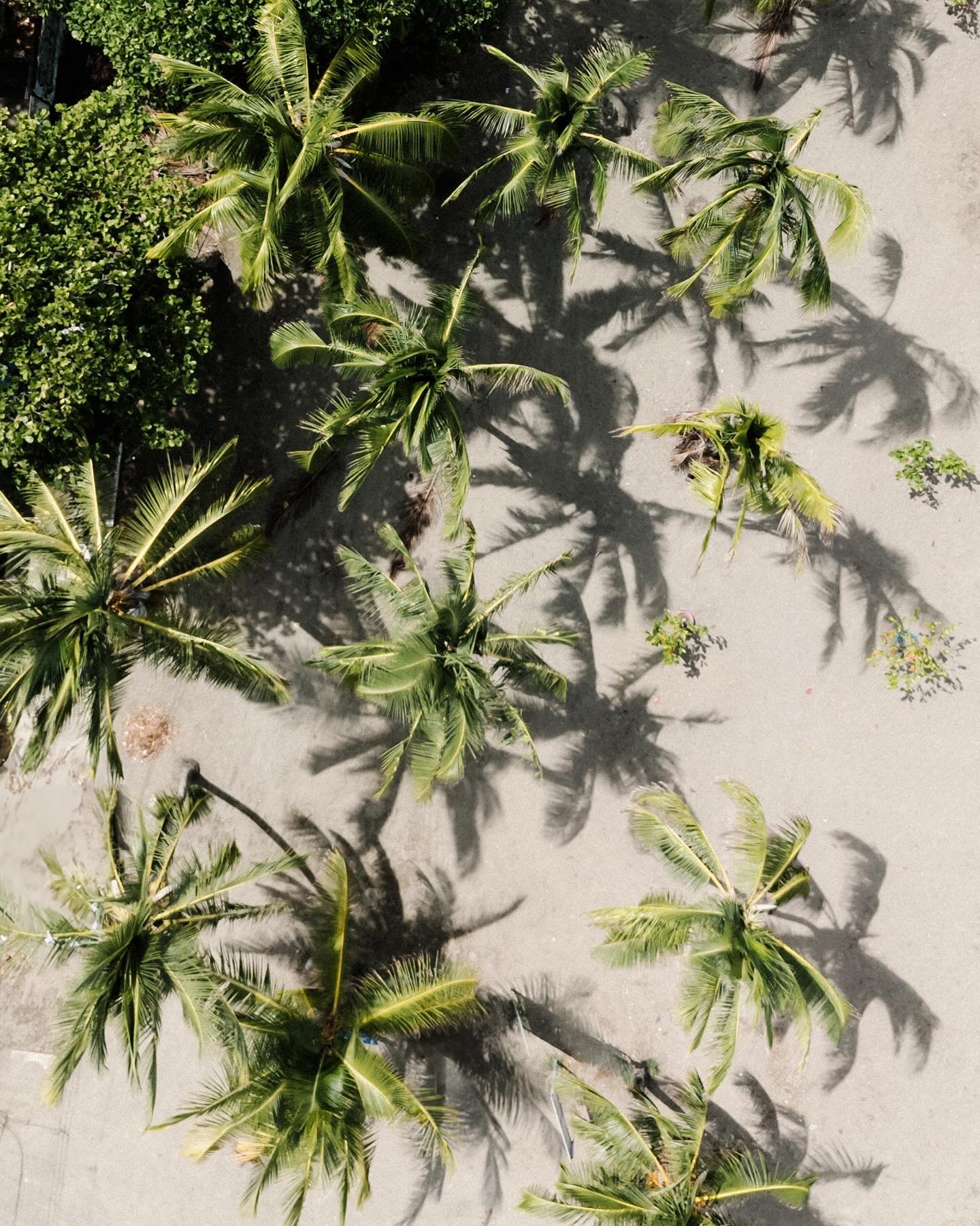 Coco trees from above by my love @larisastingaphotography 🤍
&bull;
Cant wait to celebrate our beautiful K &amp; H with amazing @hummingbirdwed
