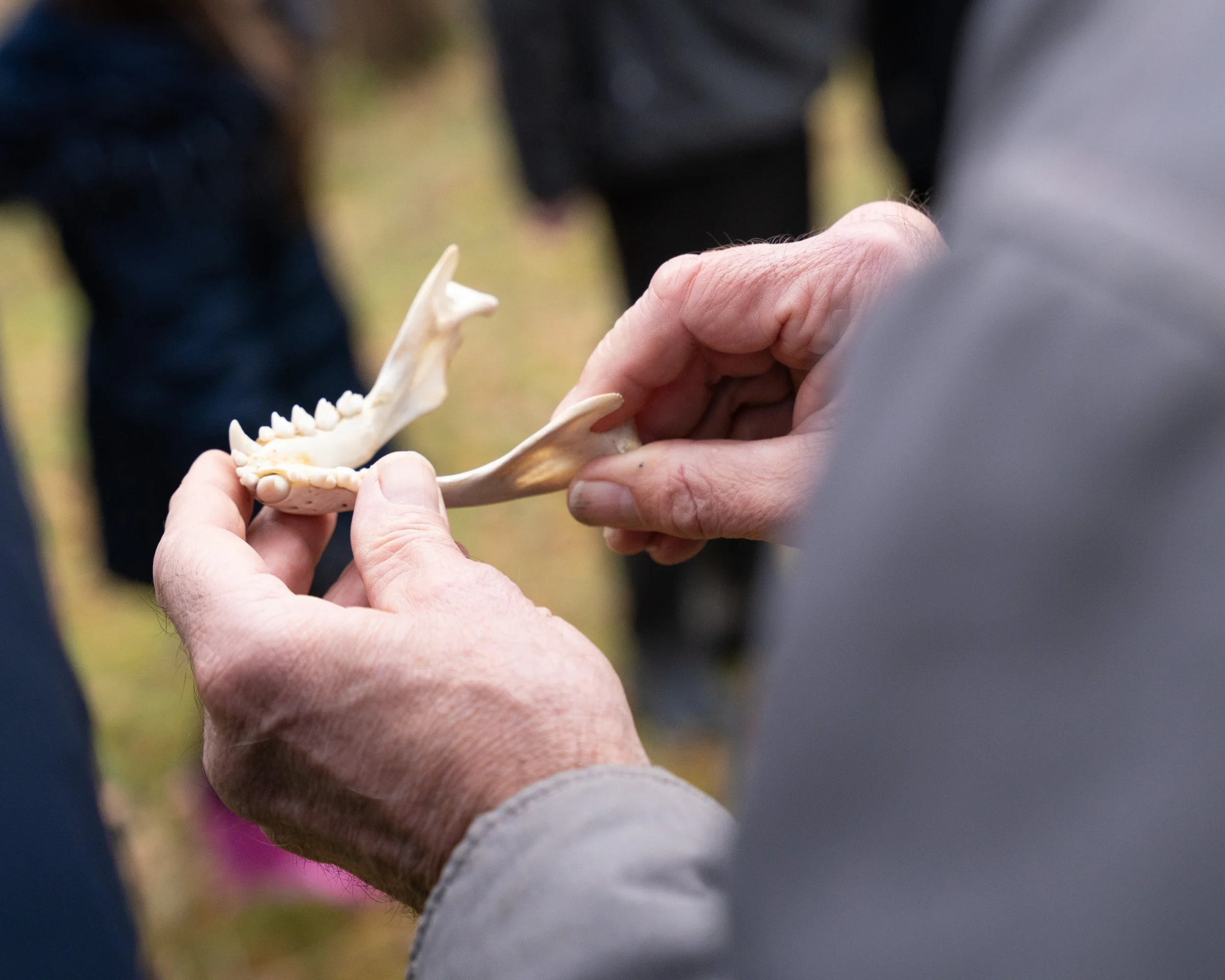 Animal Tracking Workshop &amp; Guided Walk at Boat Of Garten [SOLD OUT!]