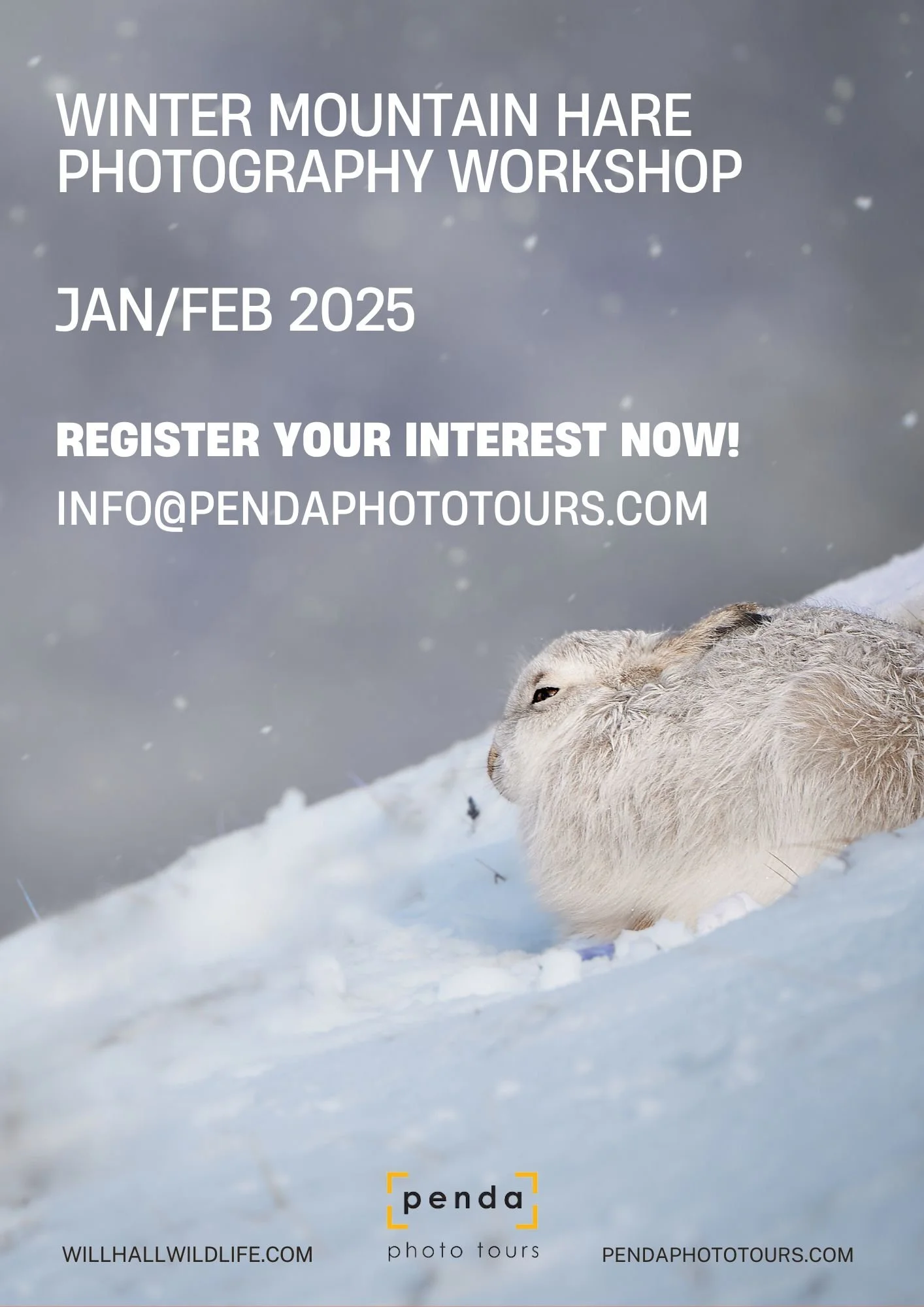 Mountain Hare Winter Workshop in Association with Penda Photo Tours