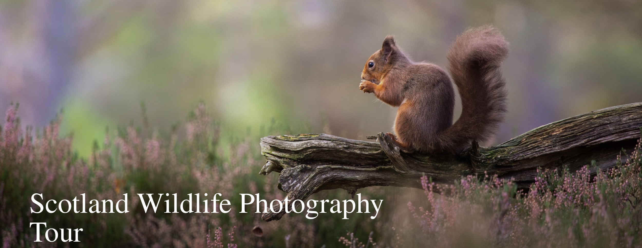 Penda Scotland Wildlife Photography Tour