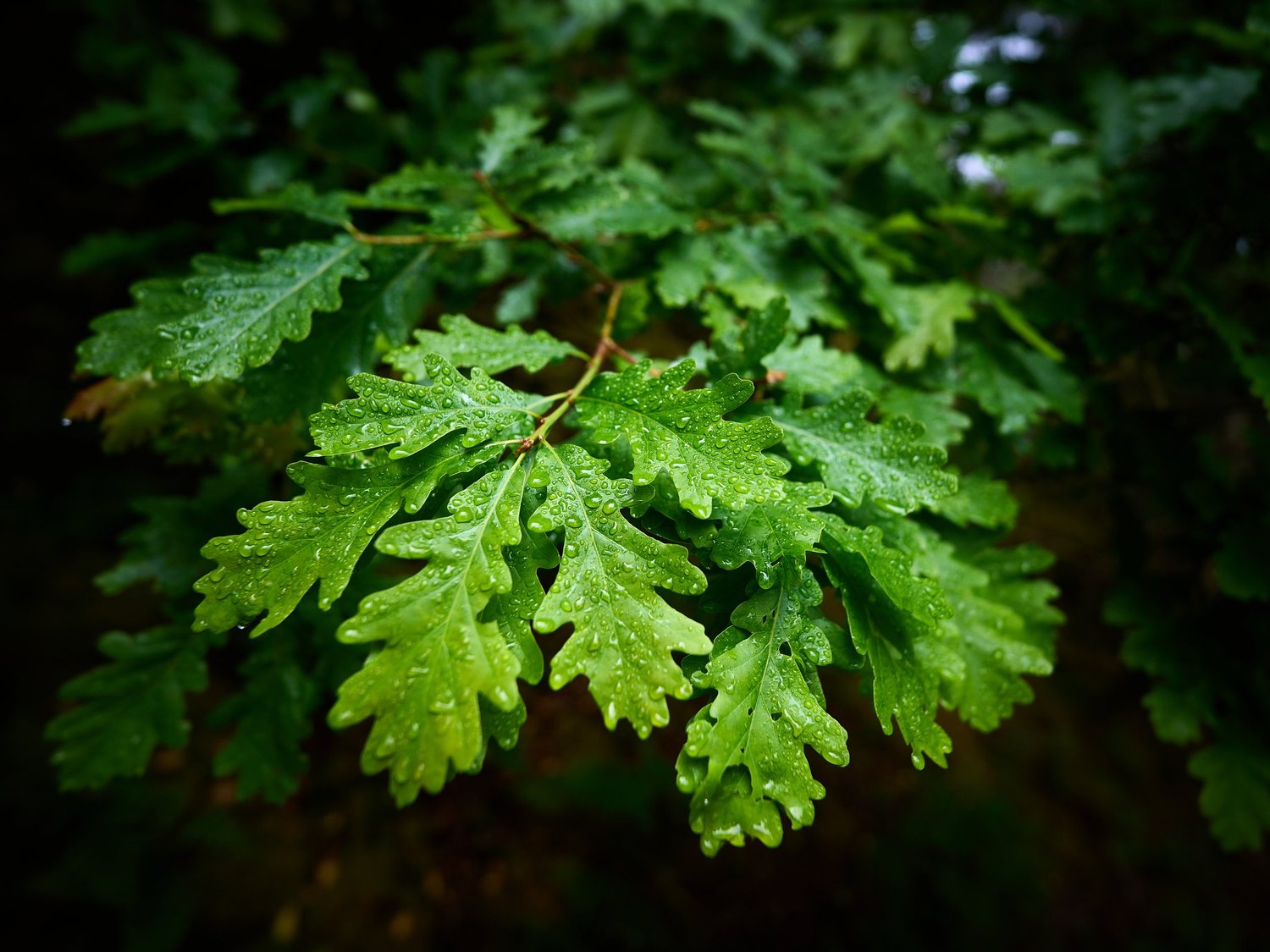 Tree identification, folklore and natural navigation course