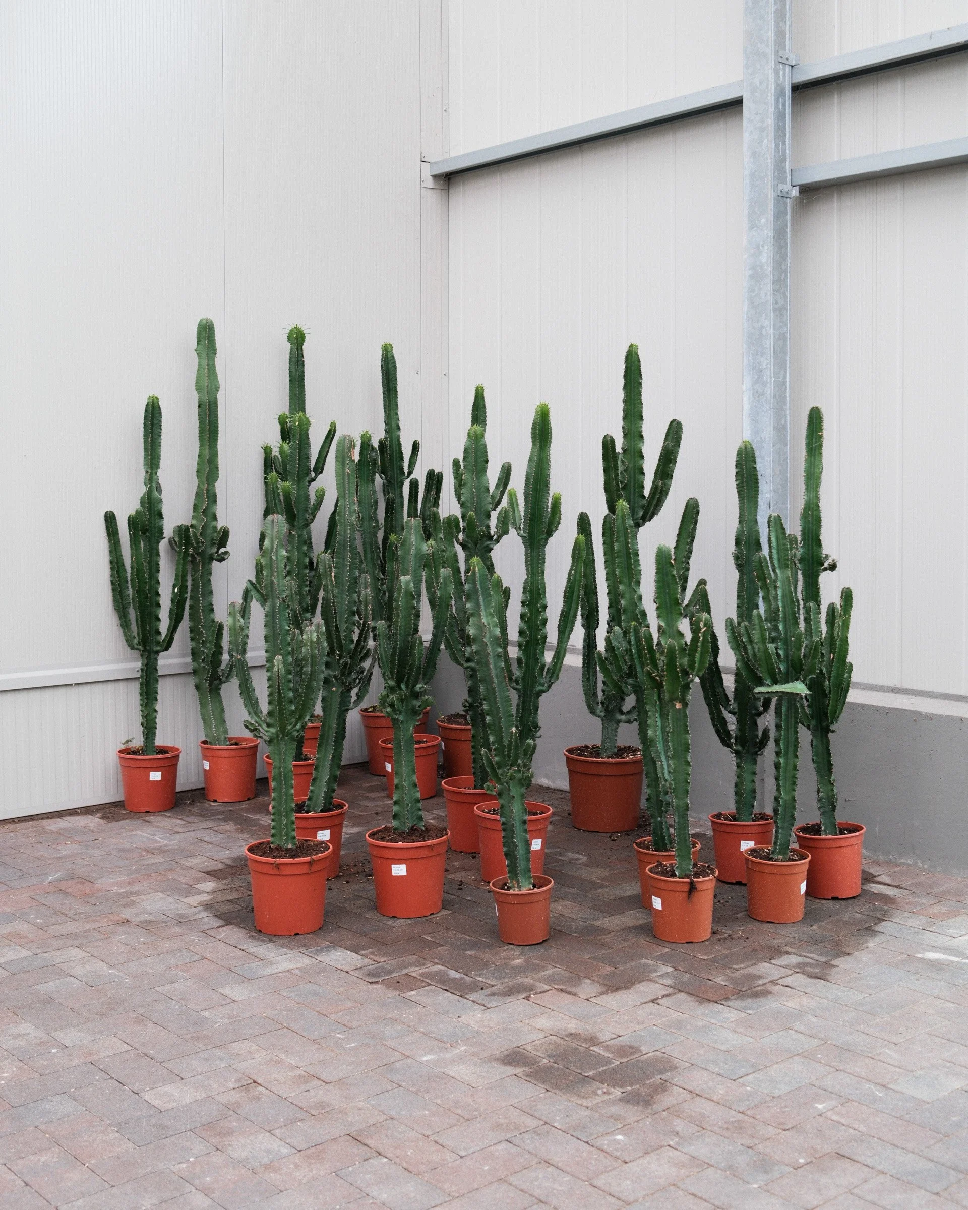 DSCF1434-3.jpg