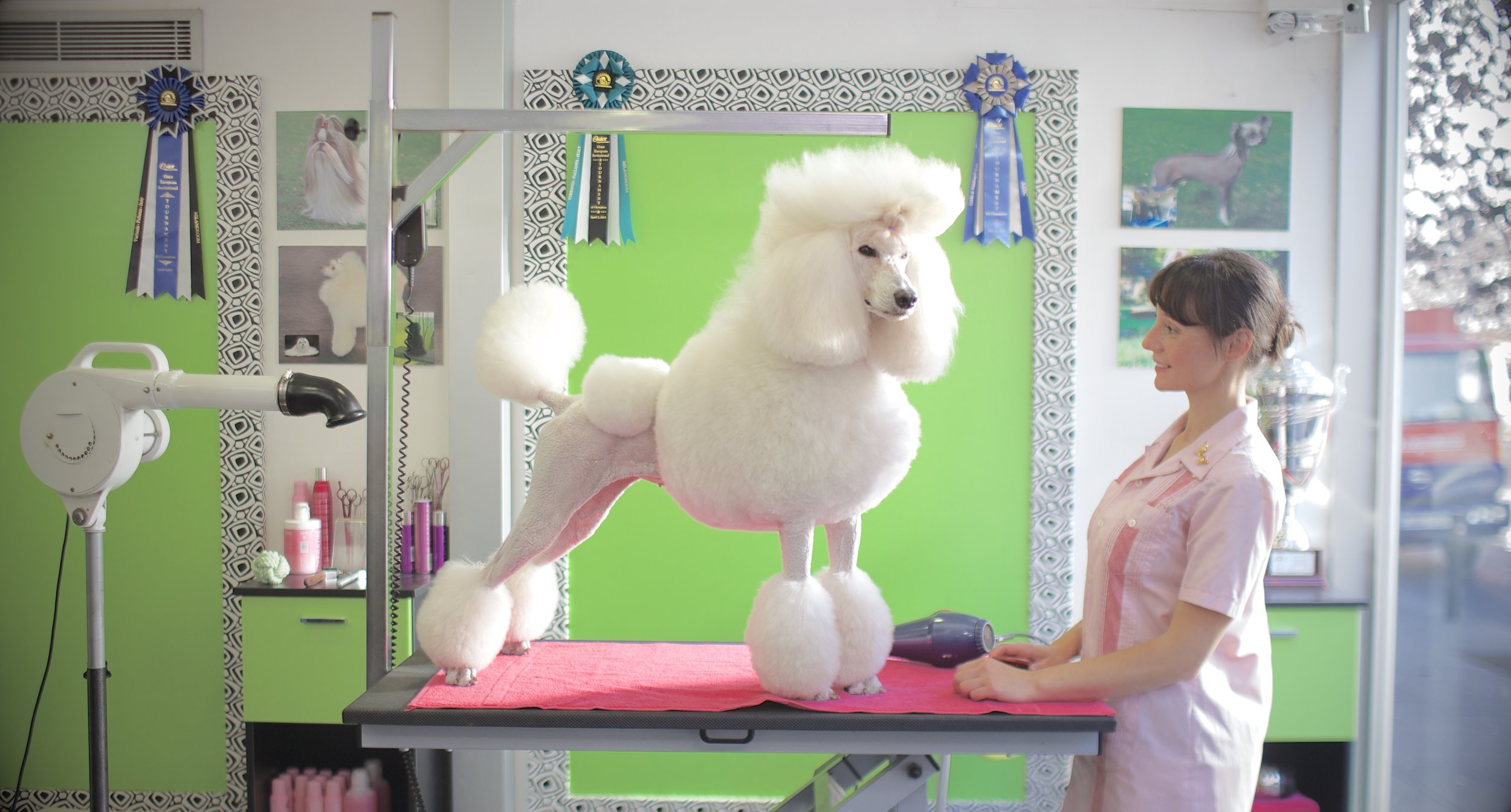 Quickbooks Poodle.jpg