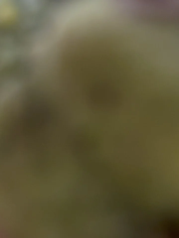 Crowd pleaser and most selling - Pistachio Bliss 
Milk chocolate, roasted pistachios, rose water and the most amazing pistachio cream filling. 

We are always amazed by how much love this one gets, but have to say - we love it too &hearts;️ easily in