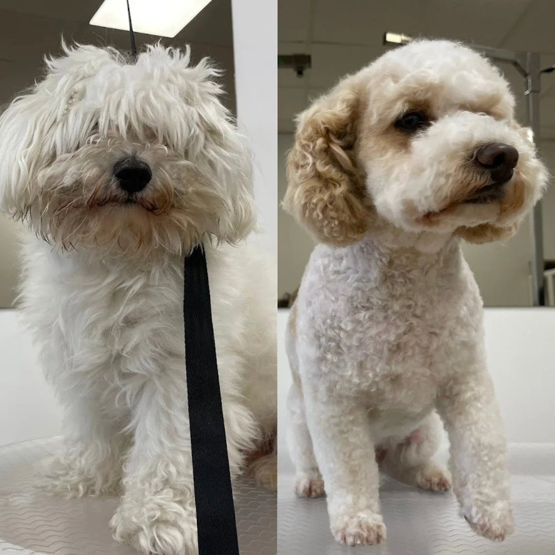 Some of our most recent makeovers 🐕🐕