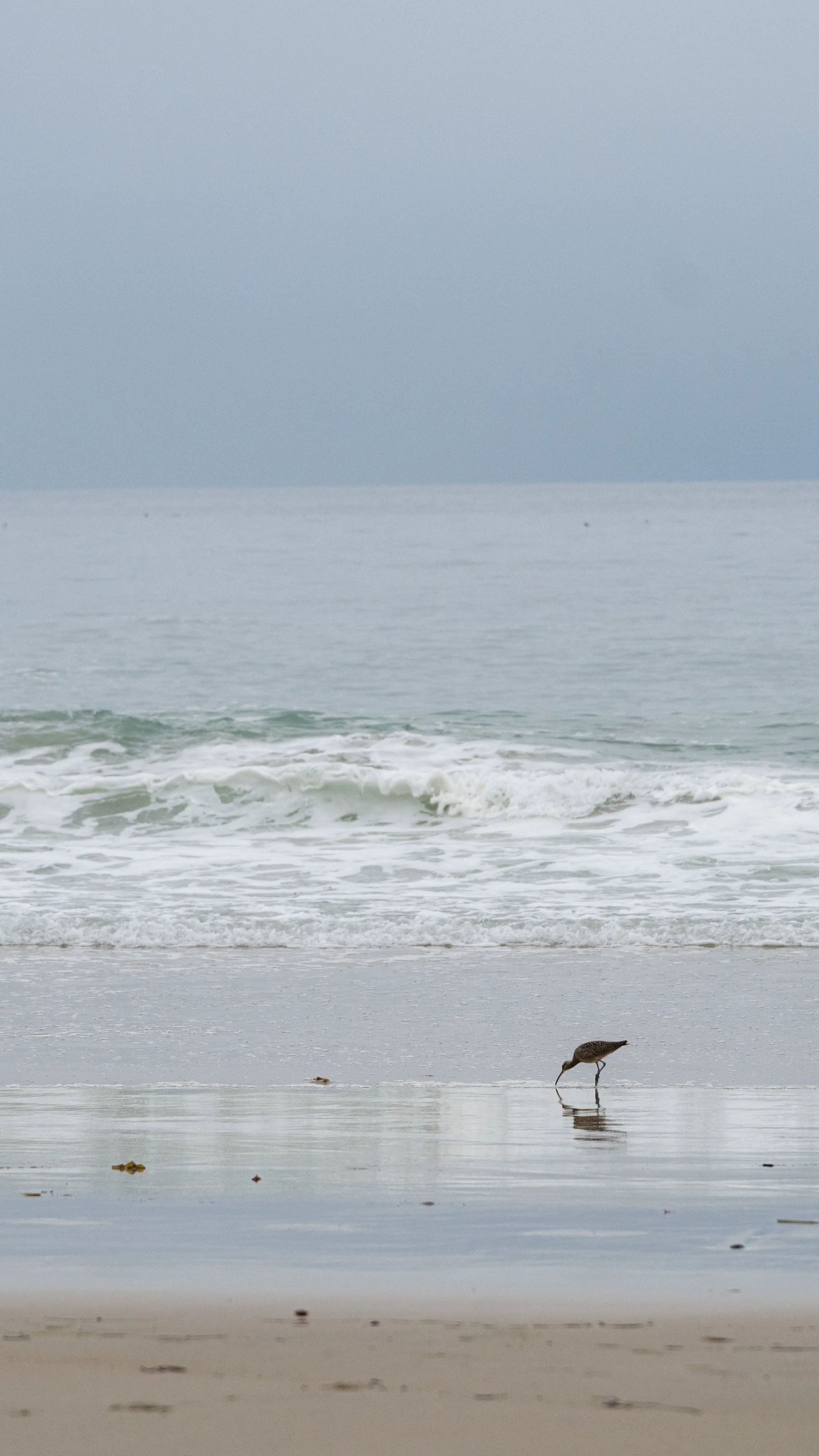Sandpiper-.jpg