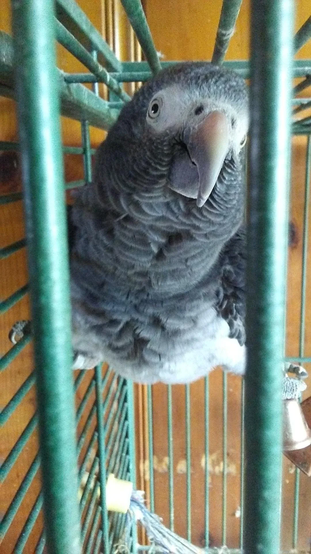 TROPTIONS PUCHASE BIRD.jfif