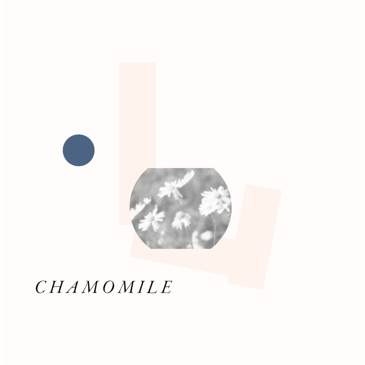 Chamomile