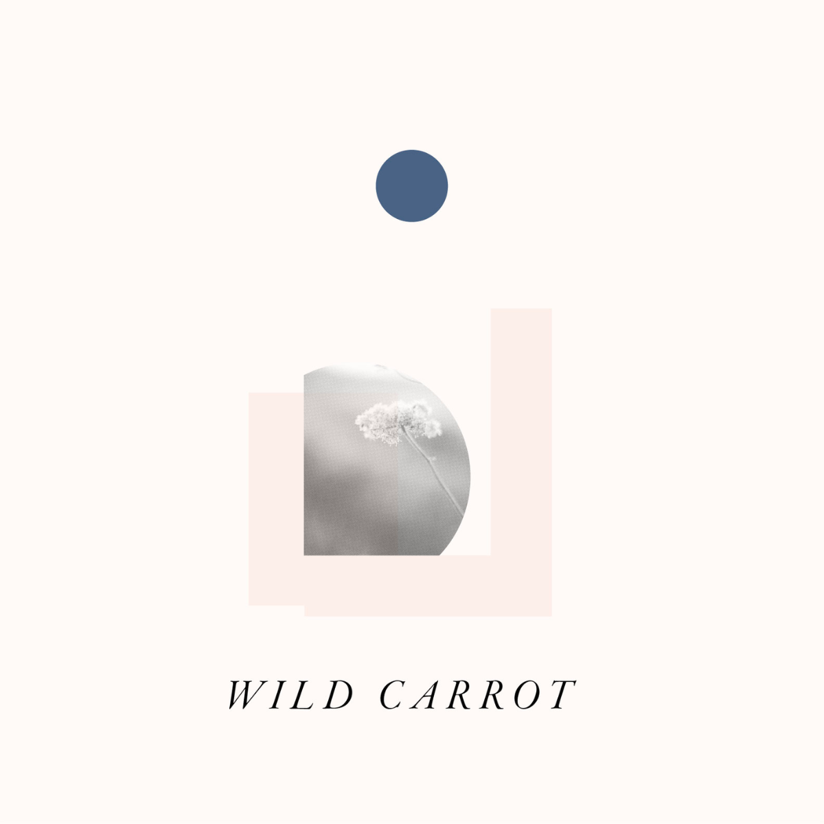 Wild Carrot Seed