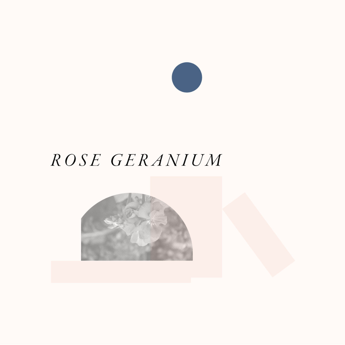 Rose Geranium