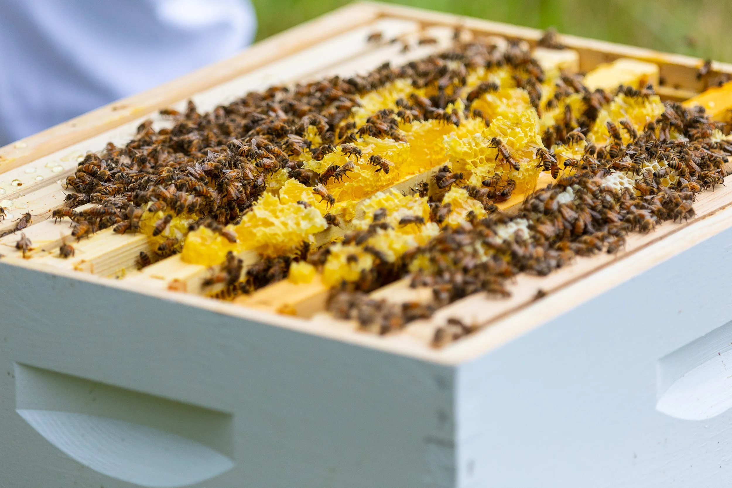 Bee-Camp-May2021-JL-0071.jpg