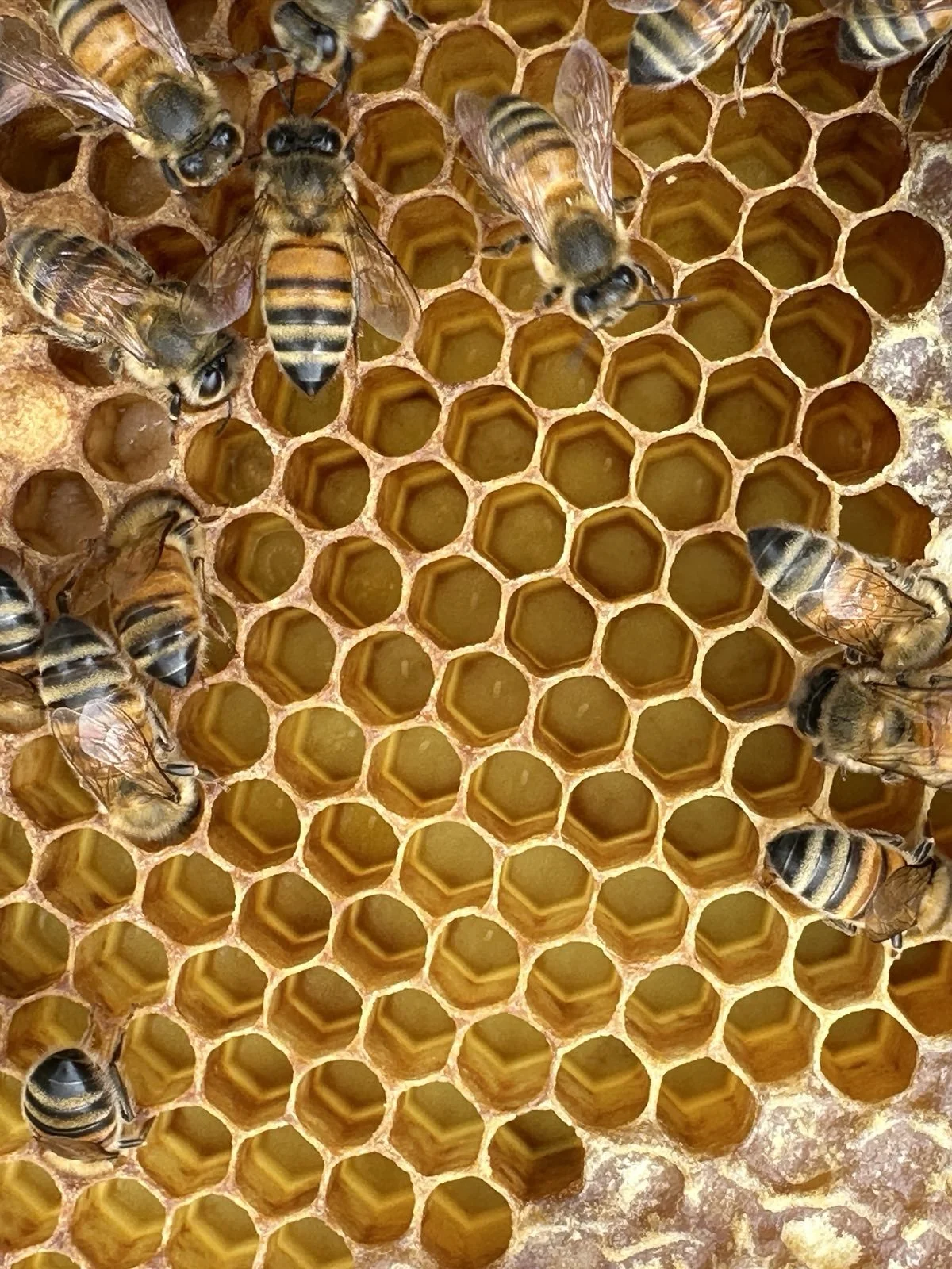 Honey bee eggs in comb