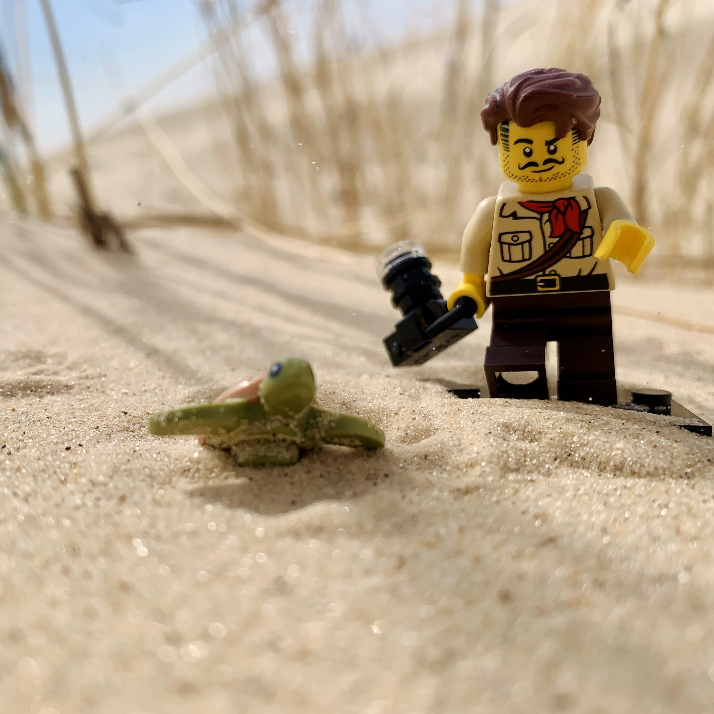 Johnny Thunder Turtle Encounter