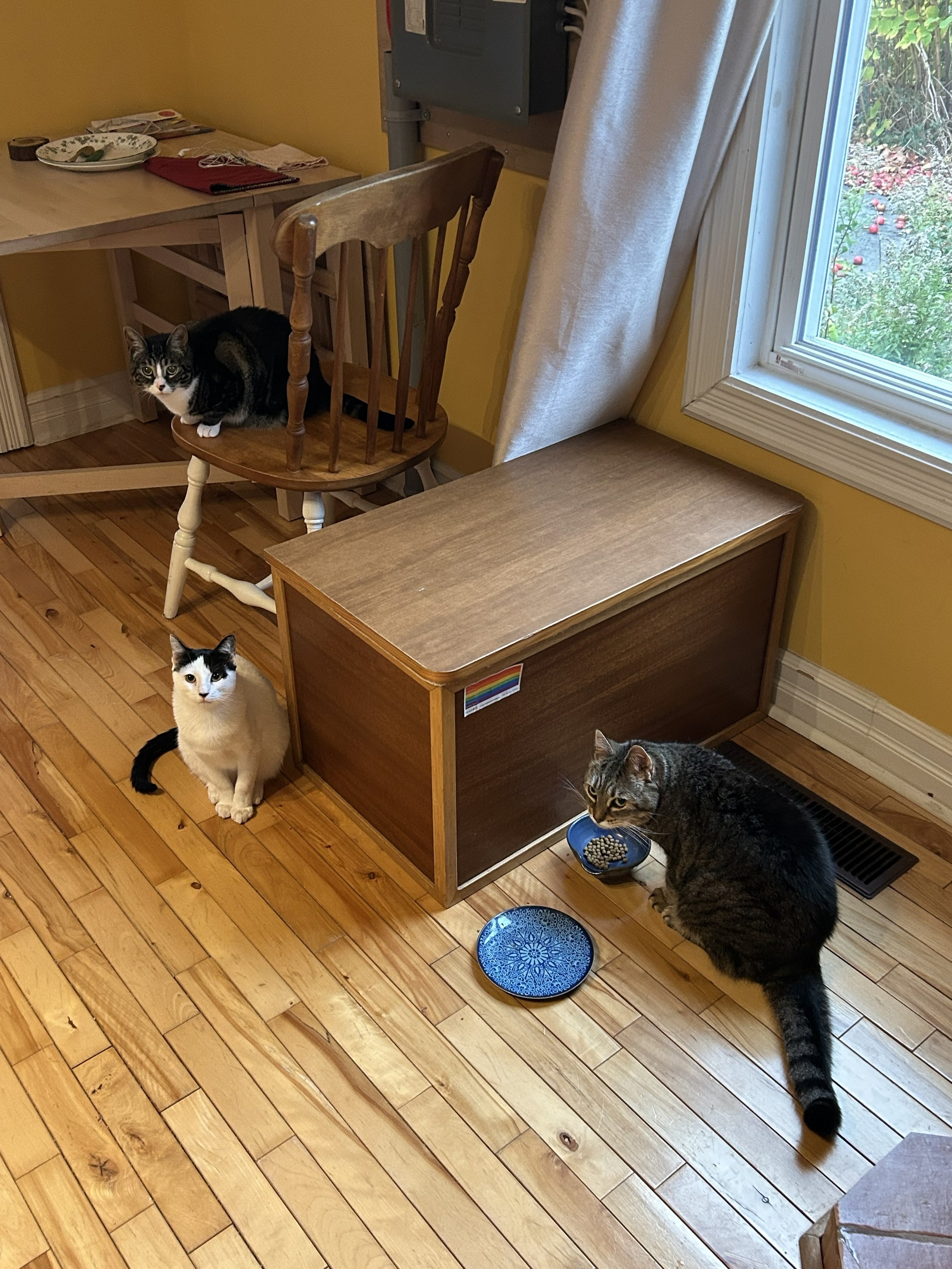 Skye McCrindle, Ontario Virtual Therapist