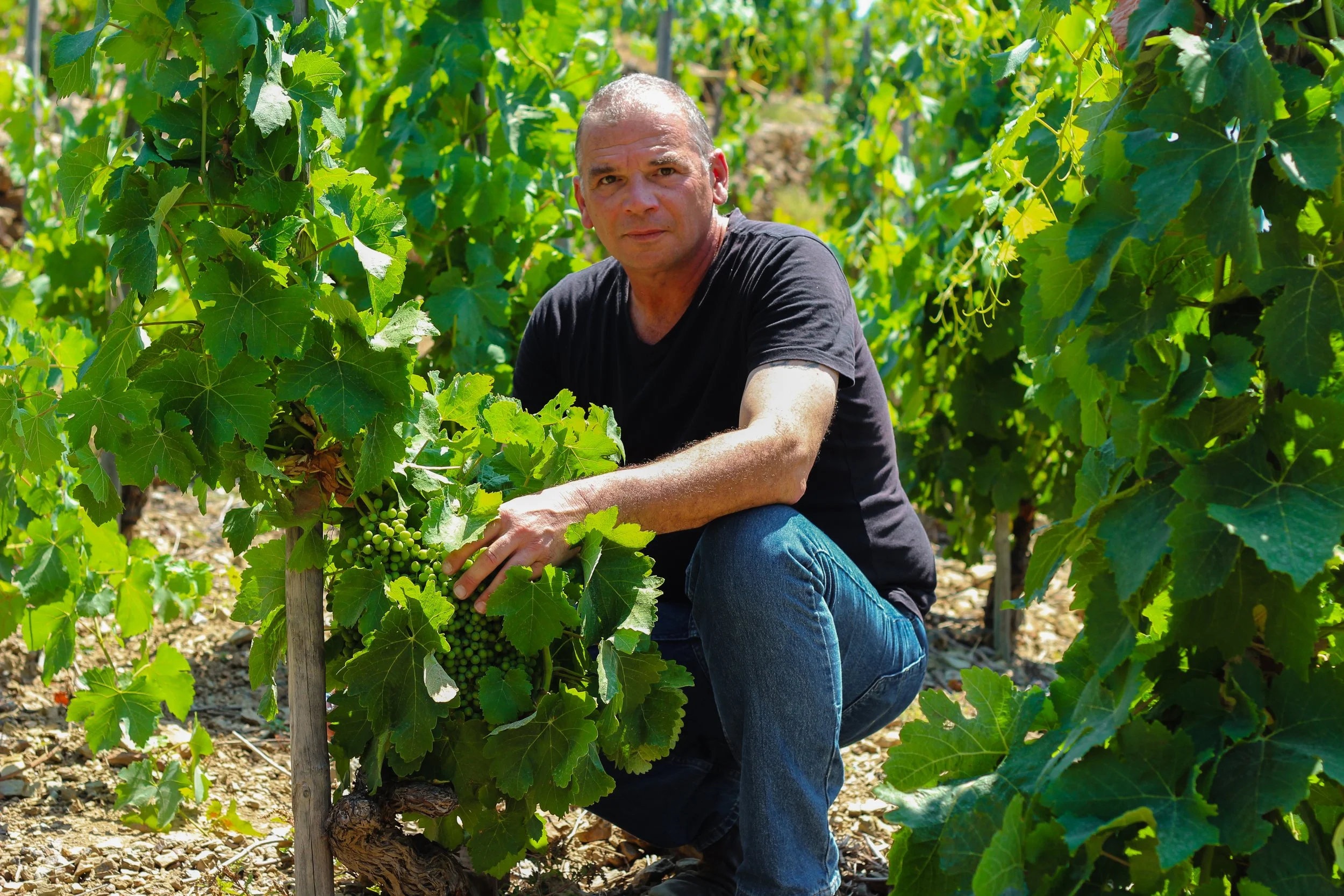 Thomas Lefebvre owner of Le Vigneron crouching in a vineyard, holding a bunch of green grapes ready for harvest, surrounded by lush vine leaves.