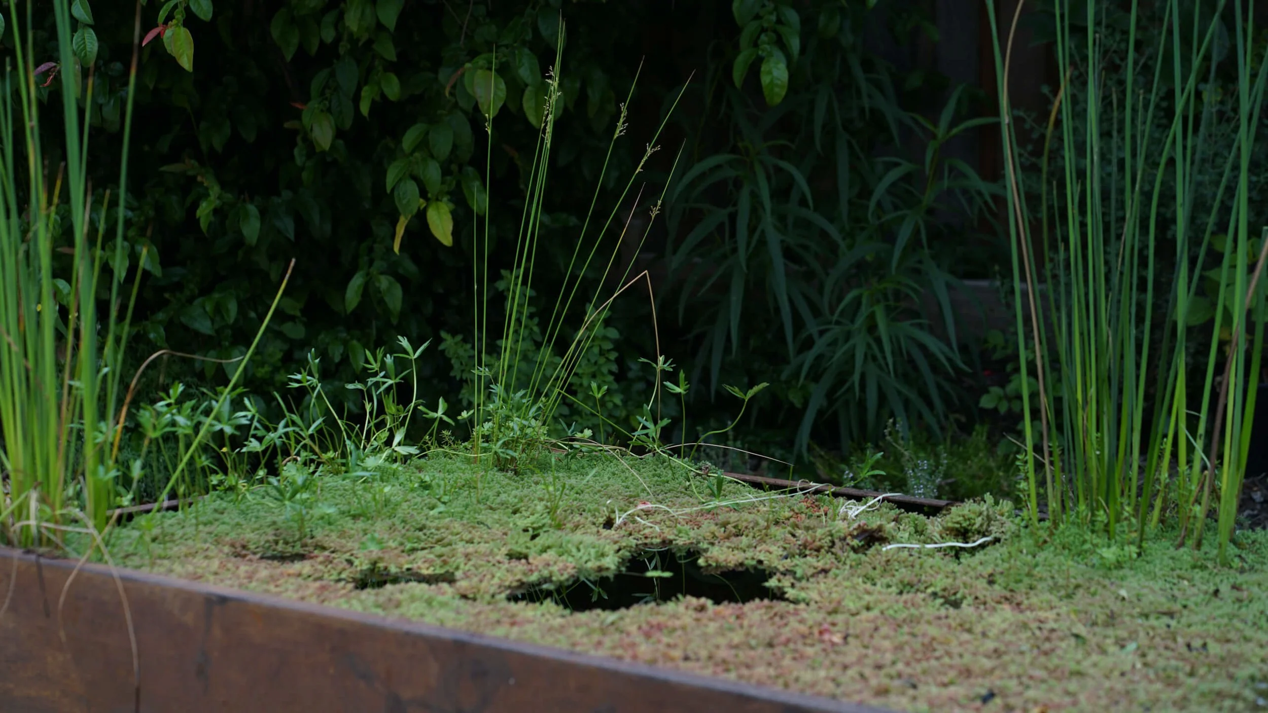 A close up shot of the pond with native plants. Native reeds, buttercups and a floating fern cover the water.