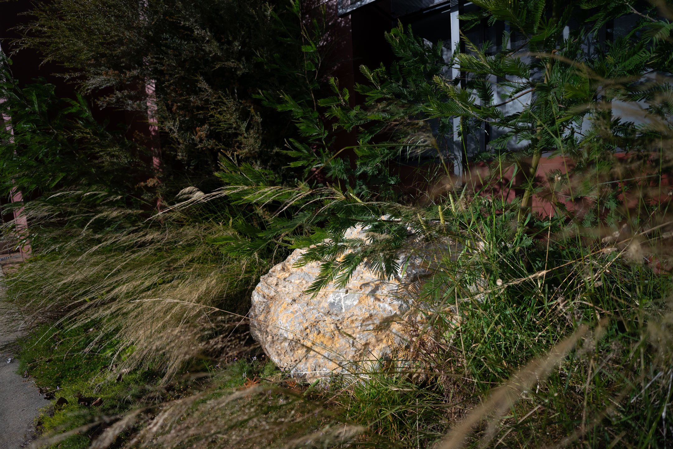 A limestone boulder detail with Austrostipa ramosissima, Acacia mearnsii & Brachyscome multifida surrounding it in Canberra's Dairy Road precinct by Molonglo Group.
