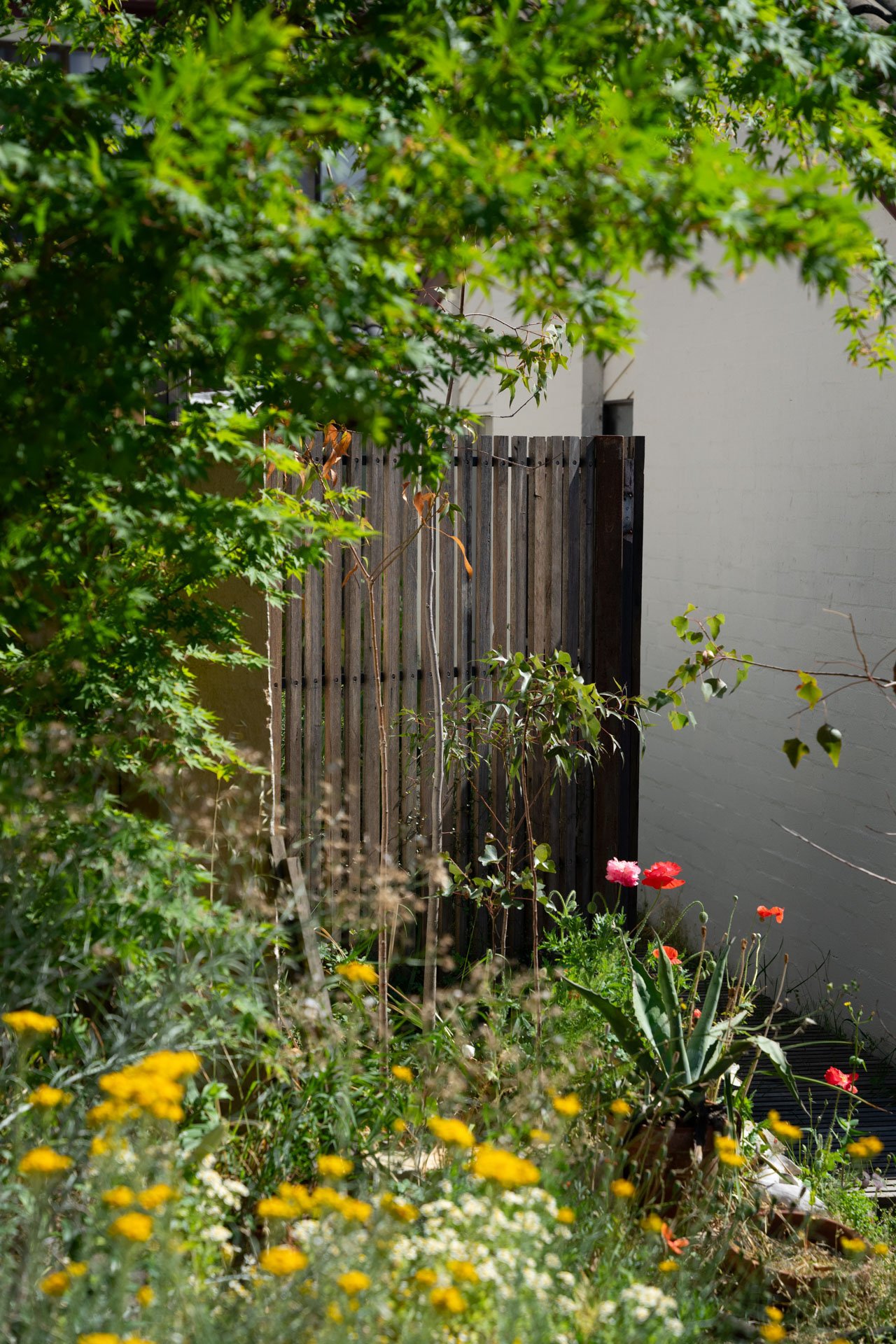 Beautiful wildflowers fill the foreground of this image. A japanese maple frames the entry gate. The entry gate is made of recycled timber slats. Local Kurrajong trees are planted and can be seen in the centre of the image. The image contains Feverfe