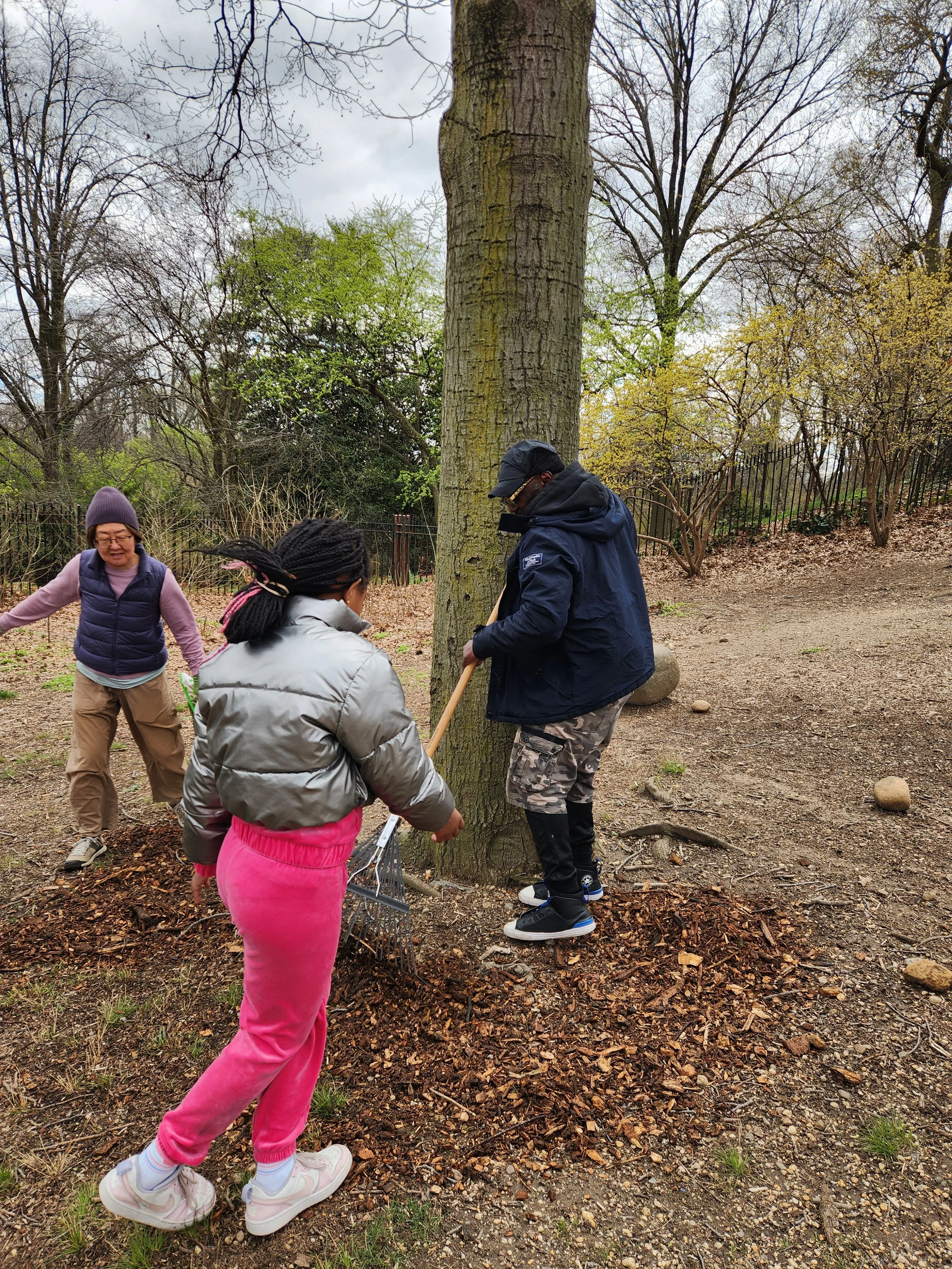 Community members raking mulch around a tree in the park