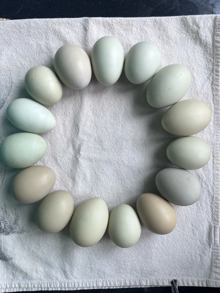 6 Week Organic Egg add on for Flower CSA Customers