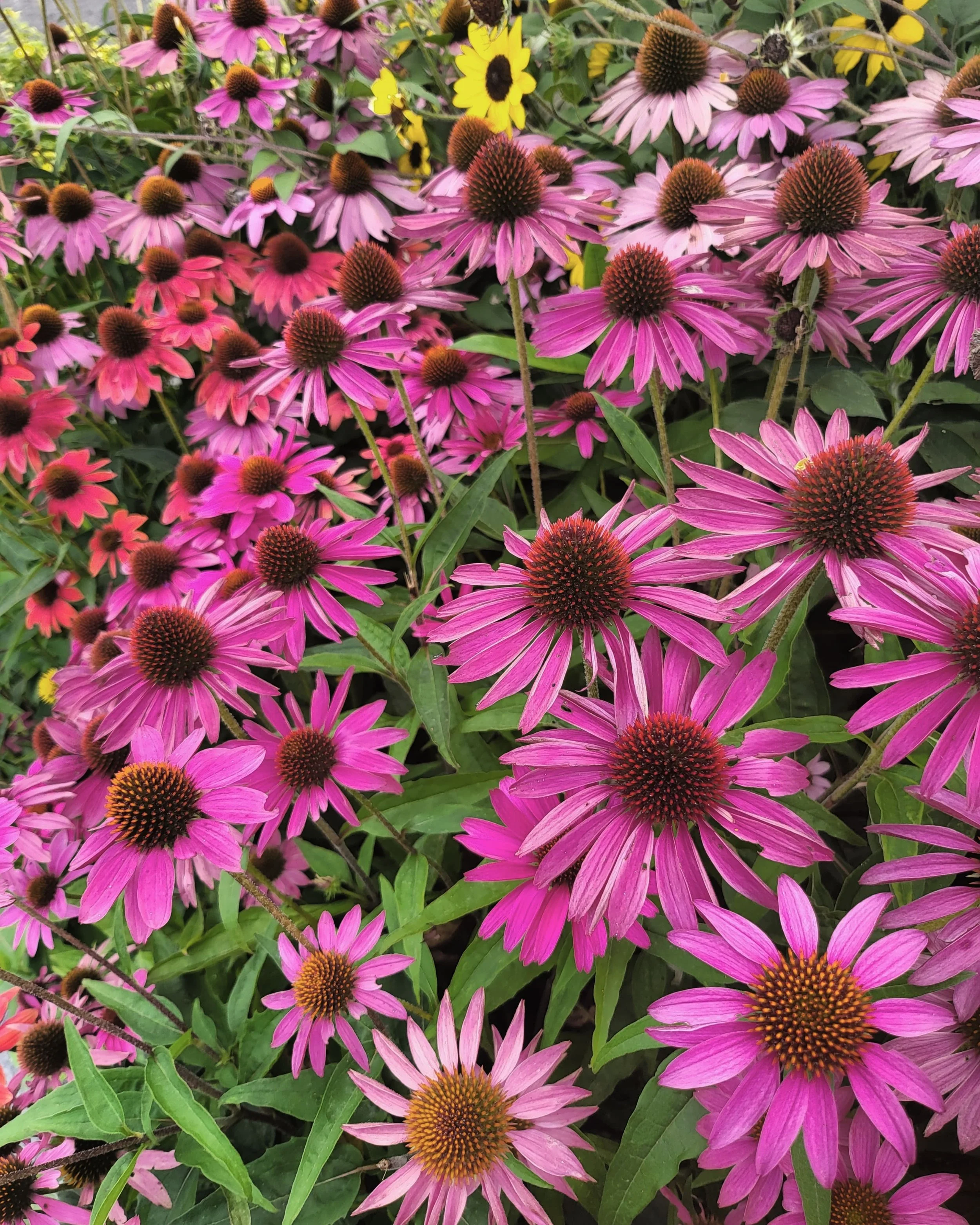 Drawing and Painting Gardens and Flowers @ The Littleton Studio 