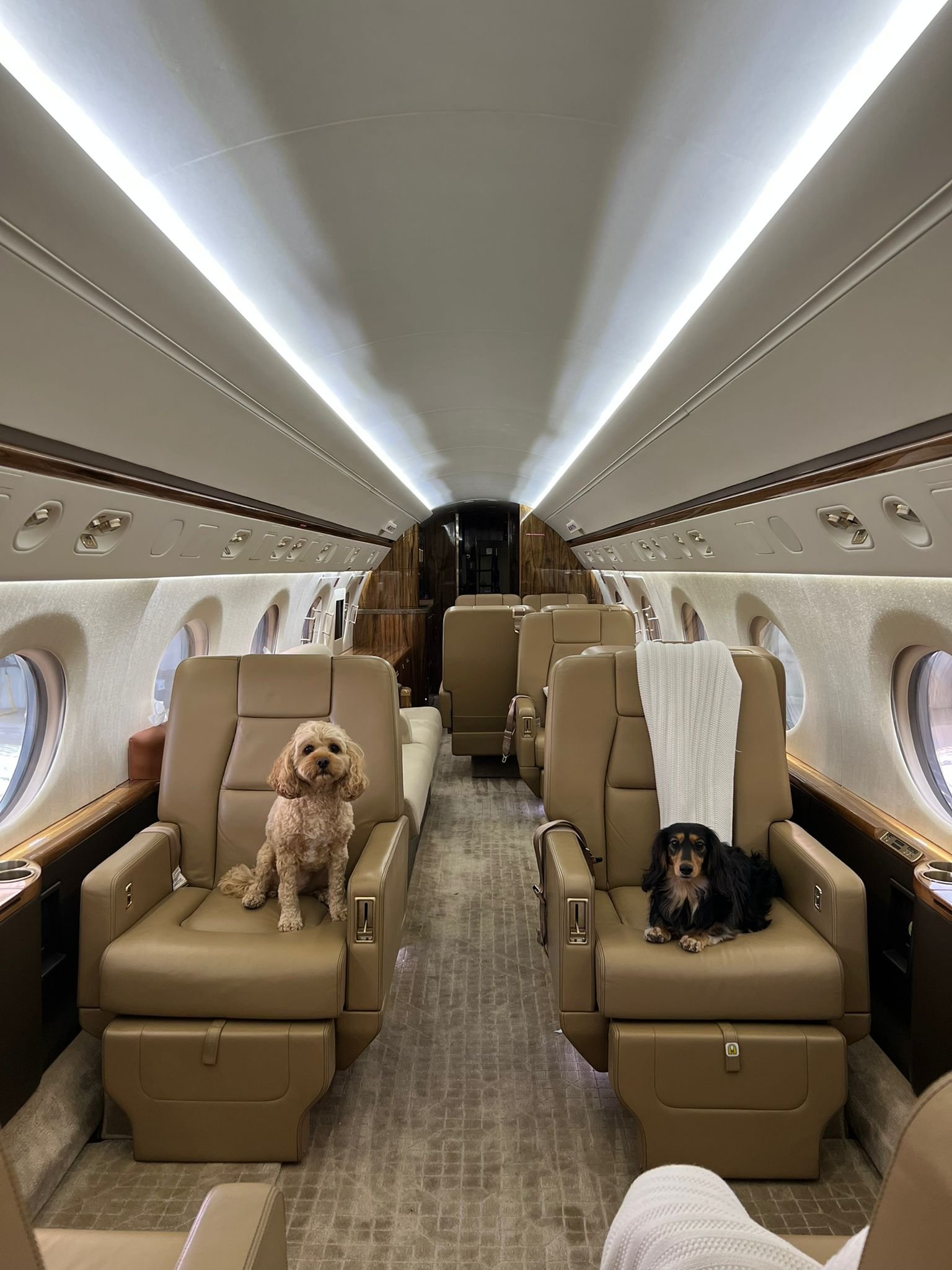 Pet Relocation on Private Jets: The Safest, Most Comfortable Way to Travel With Your Pet