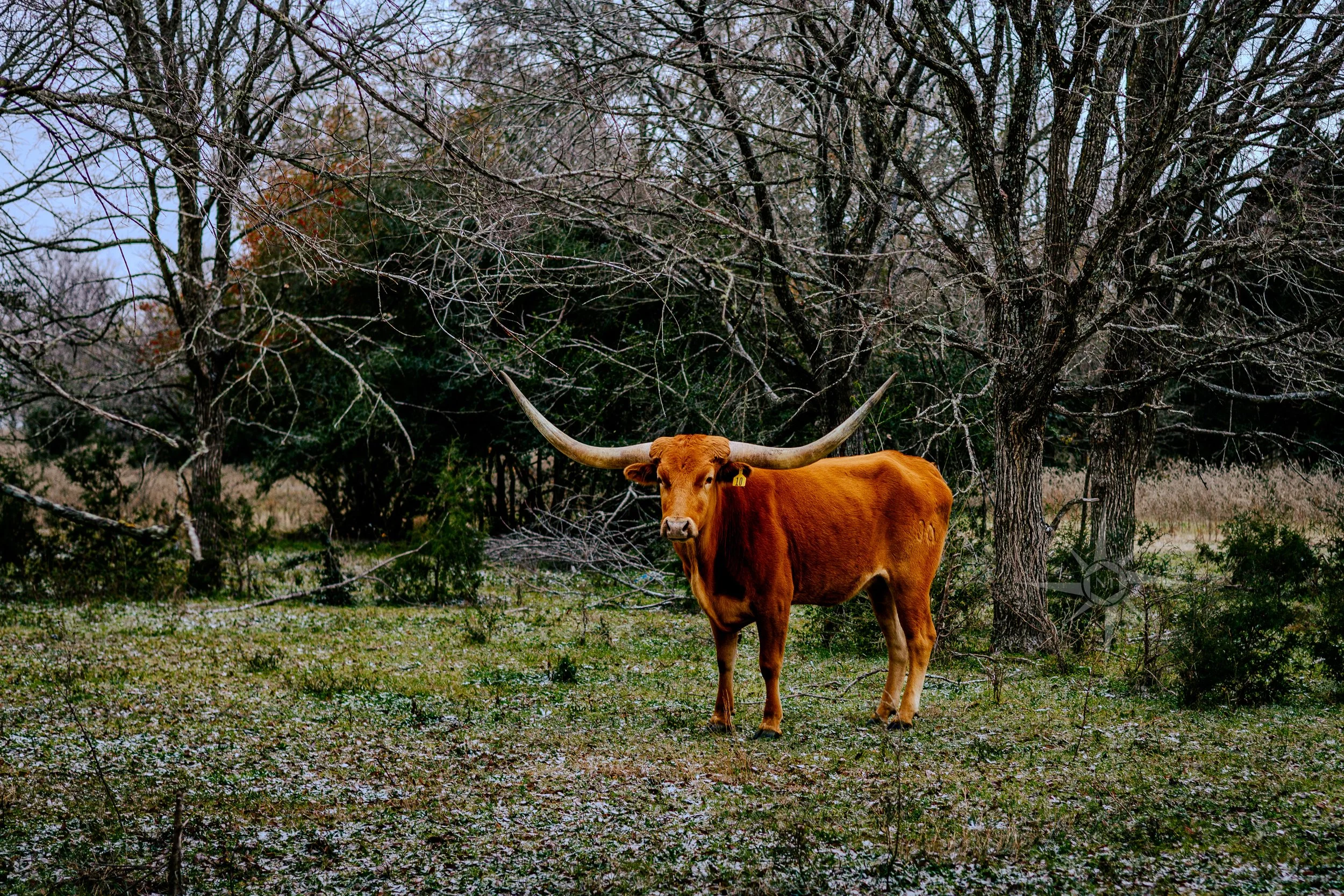 cow-herd-longhorn-field.jpg