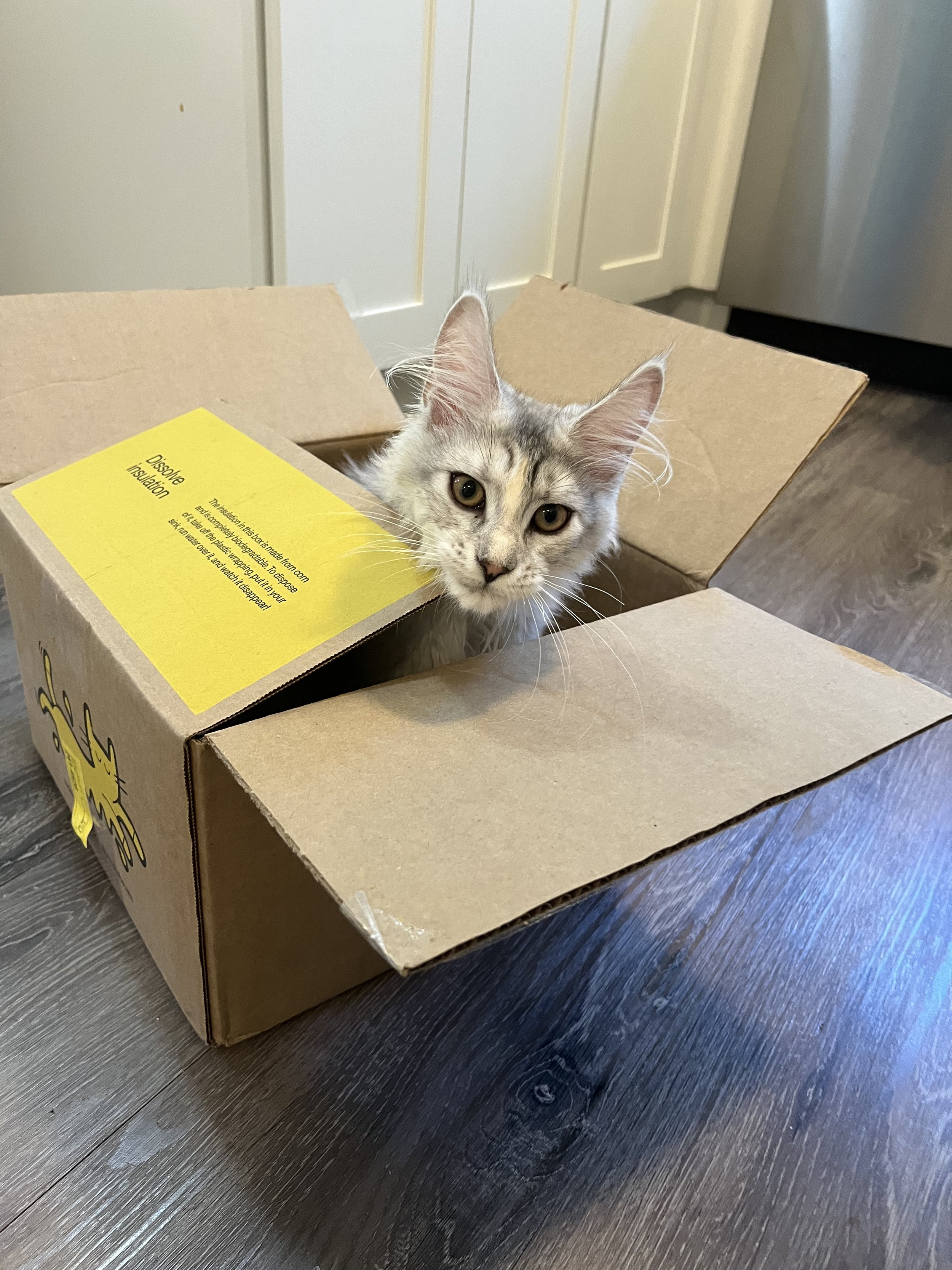 maine coon cat in a box