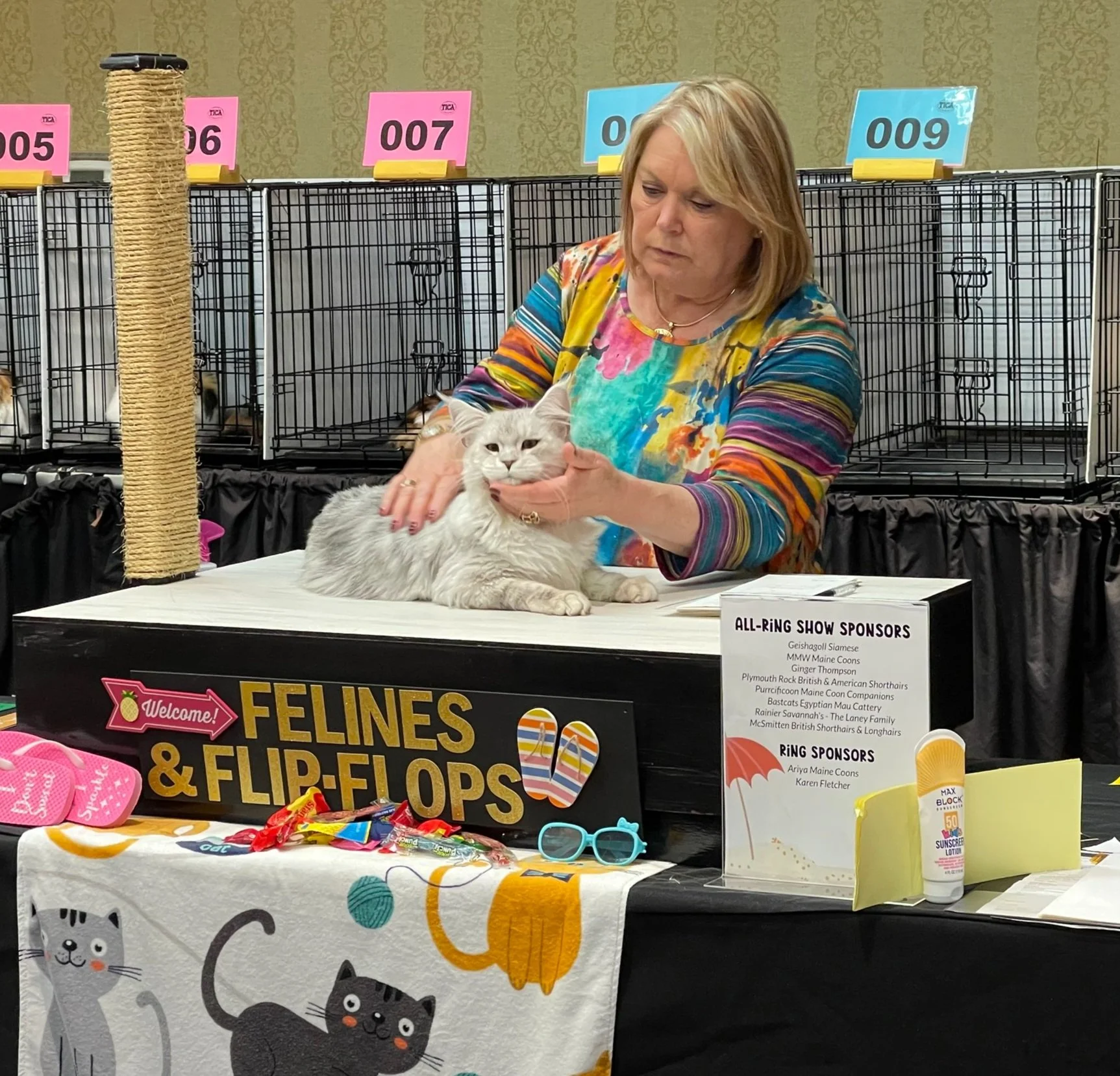Judge inspecting a beautiful male maine coon kitten at cat show