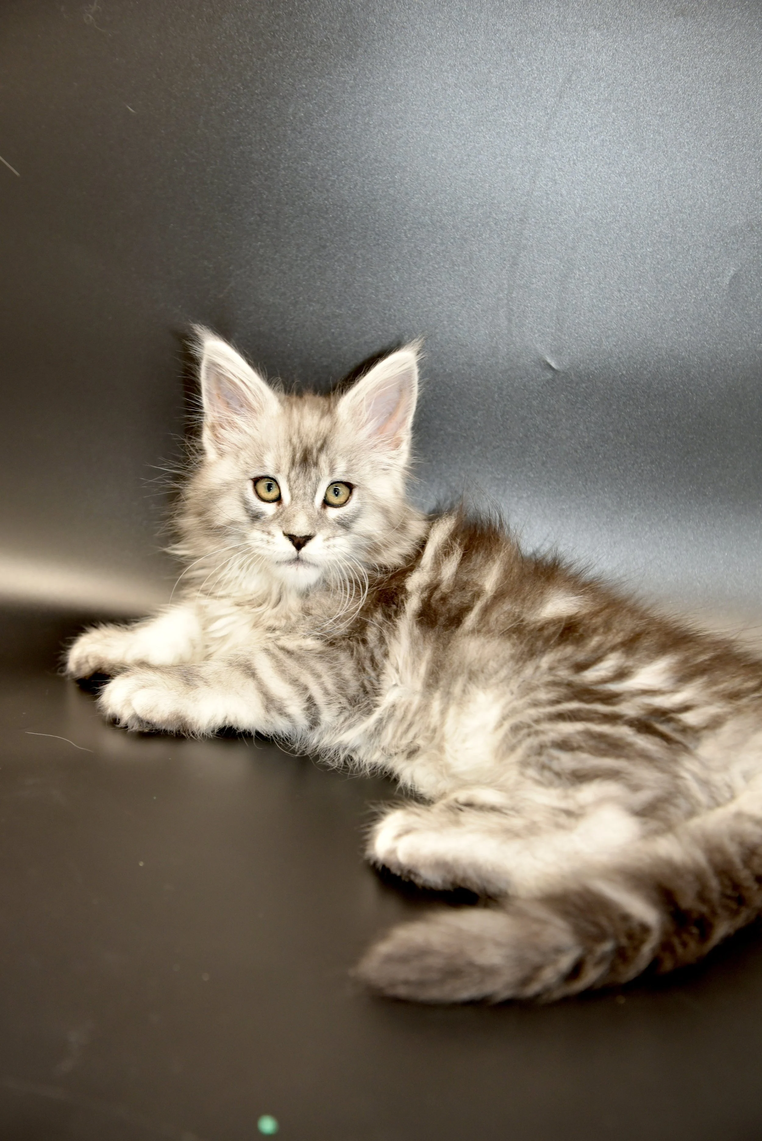 black silver tabby