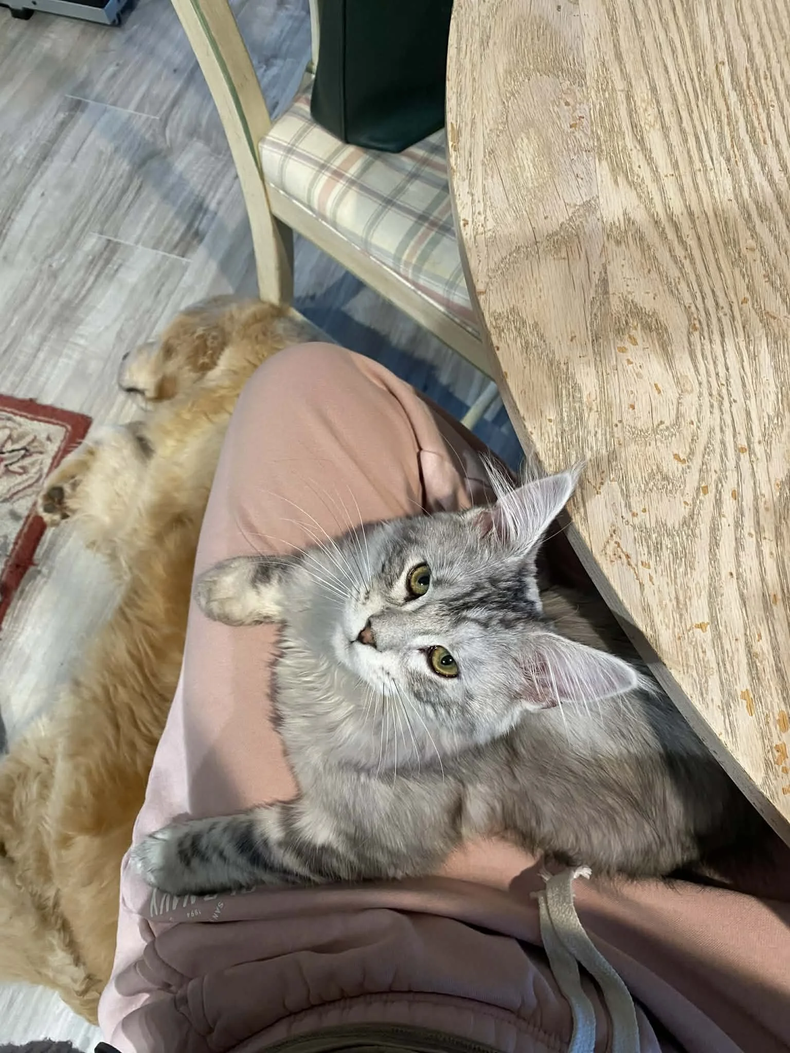 female black silver tabby kitten sitting in owners lap.