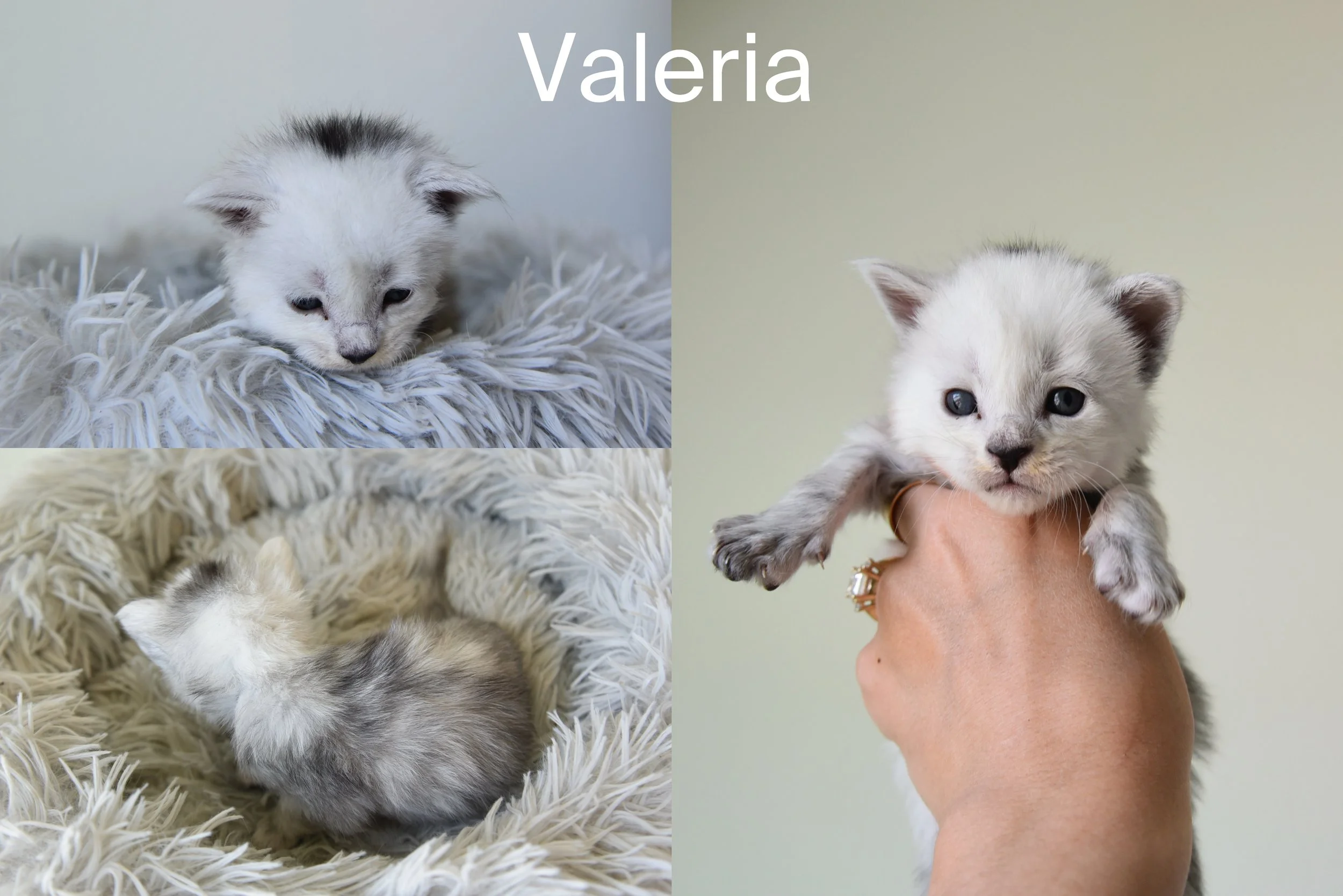 Black silver shaded female maine coon called valeria