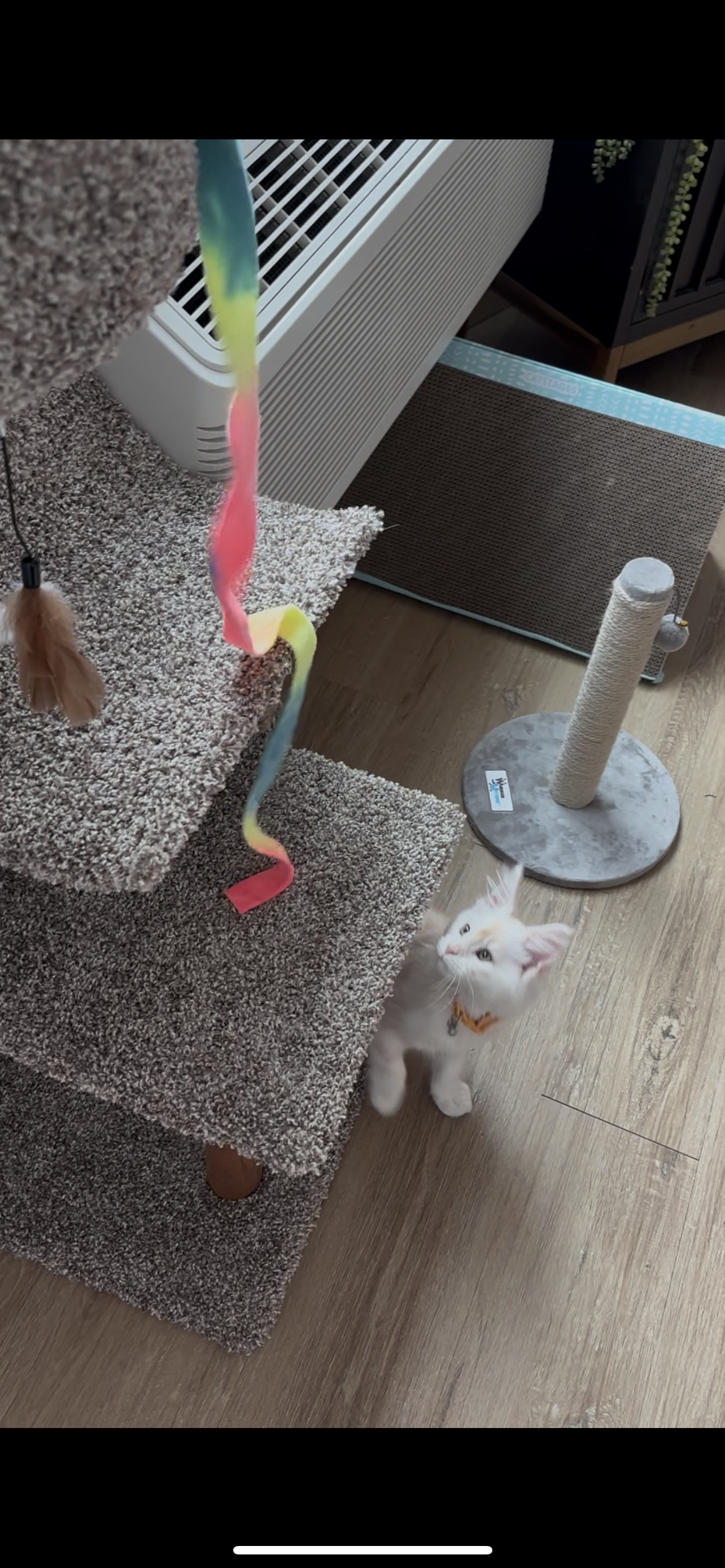 red maine coon kitten playing with toy.