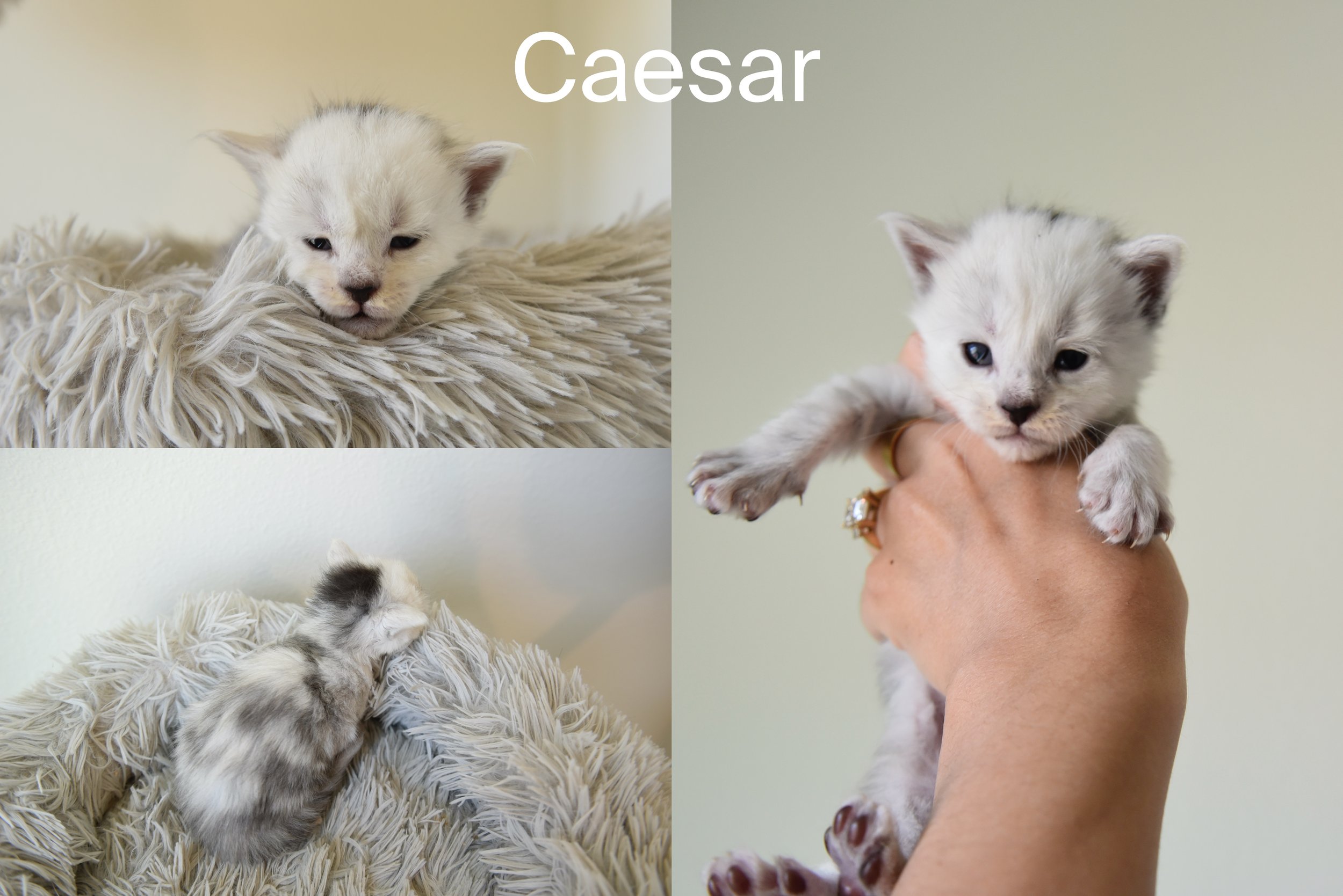 black silver shaded male maine coon kitten called caesar
