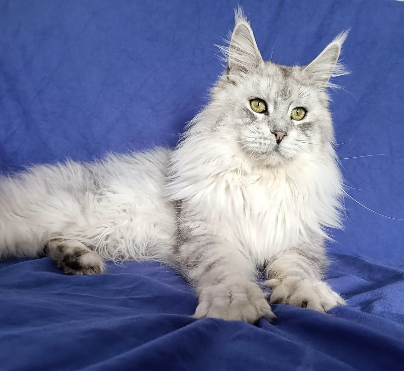 maine coon kitten father adult male
