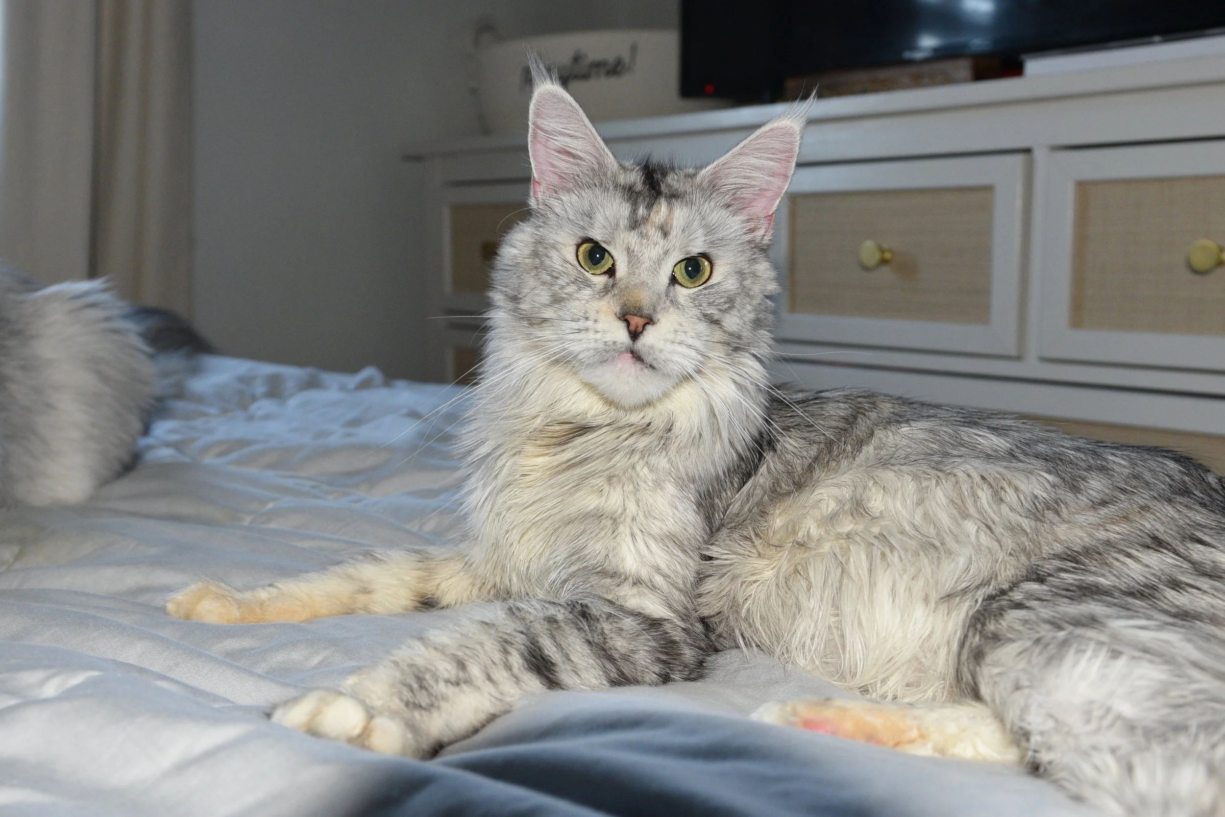 our female maine coon, meechy, playful, dog like, sweet, in black silver mackerel torbie