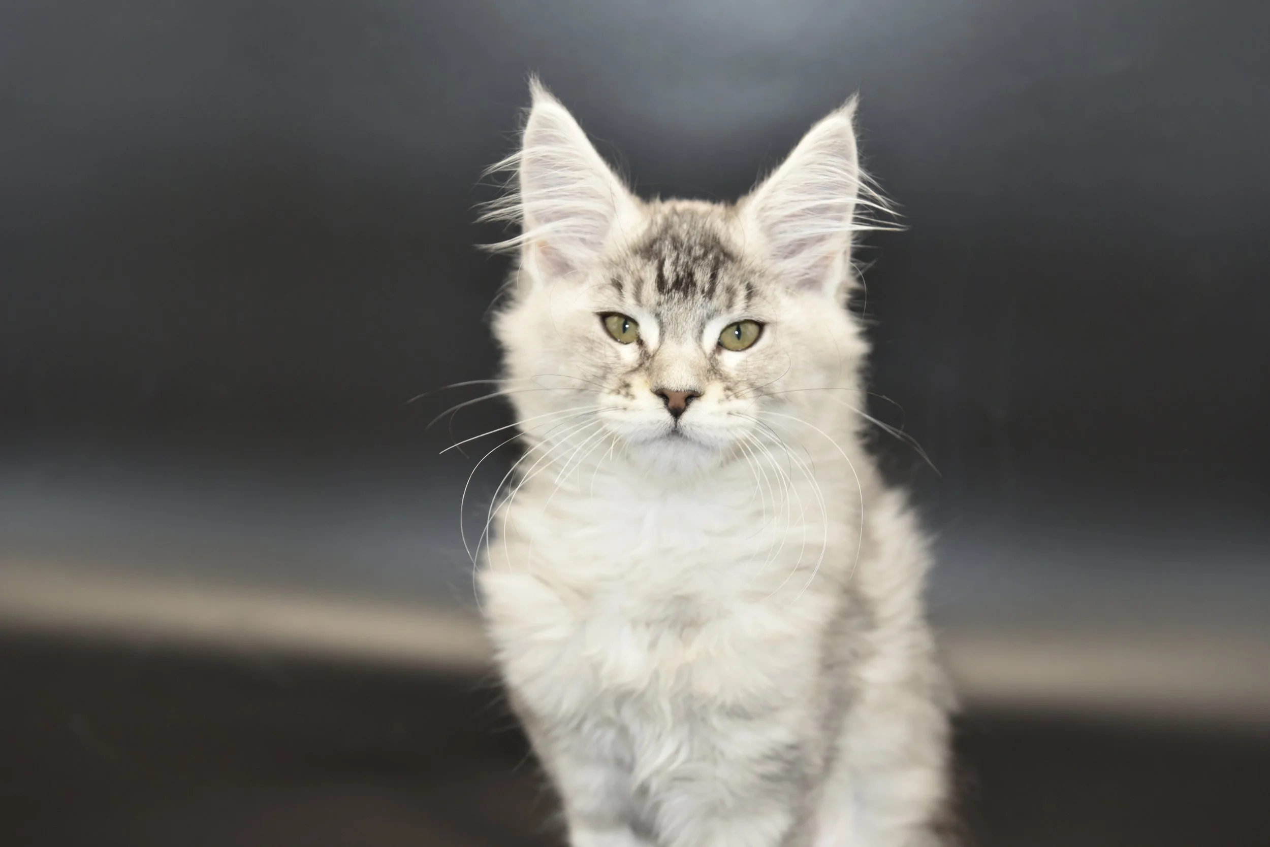 silver tabby maine coon