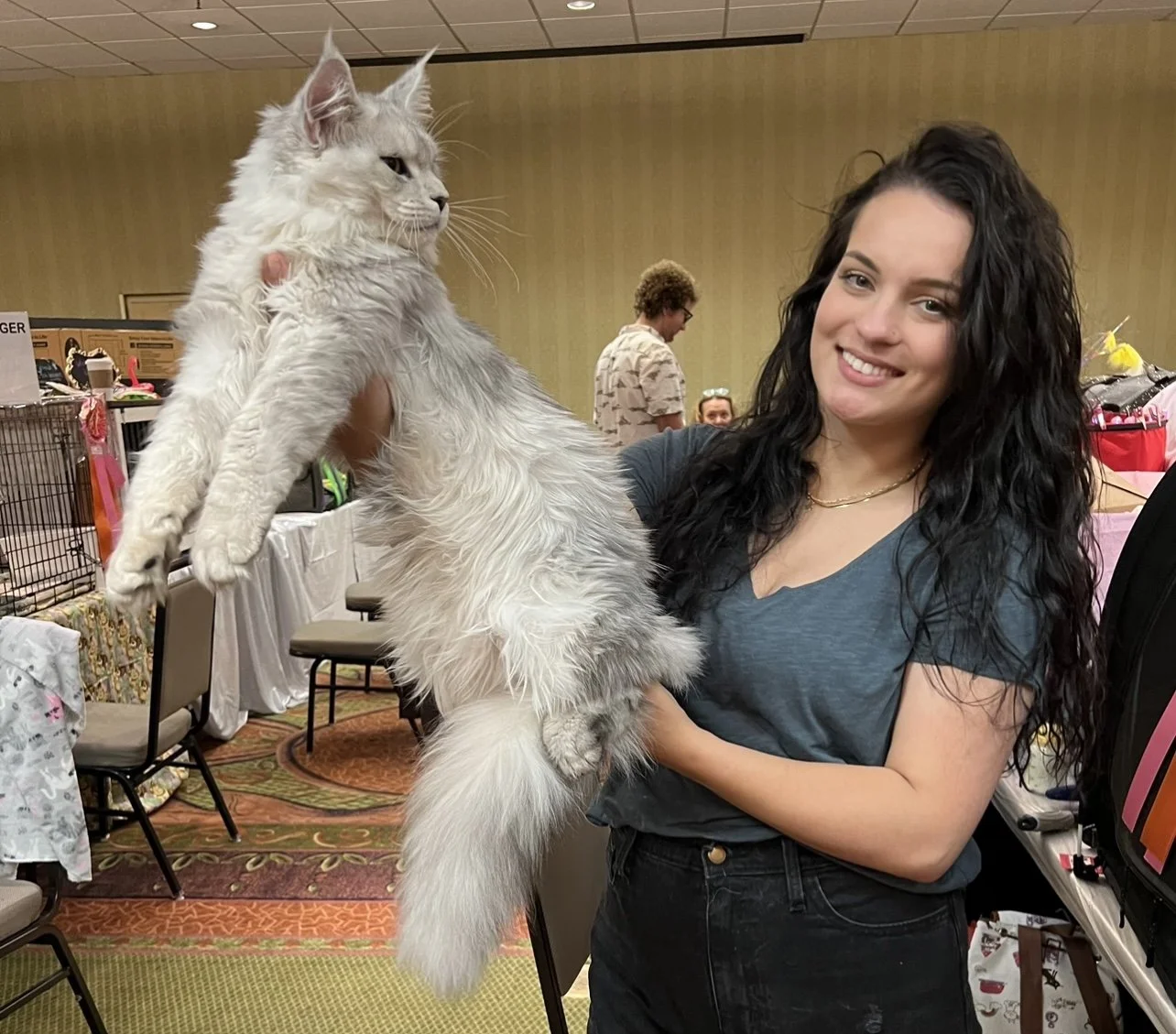 maine coon at a tica show with smiling girl