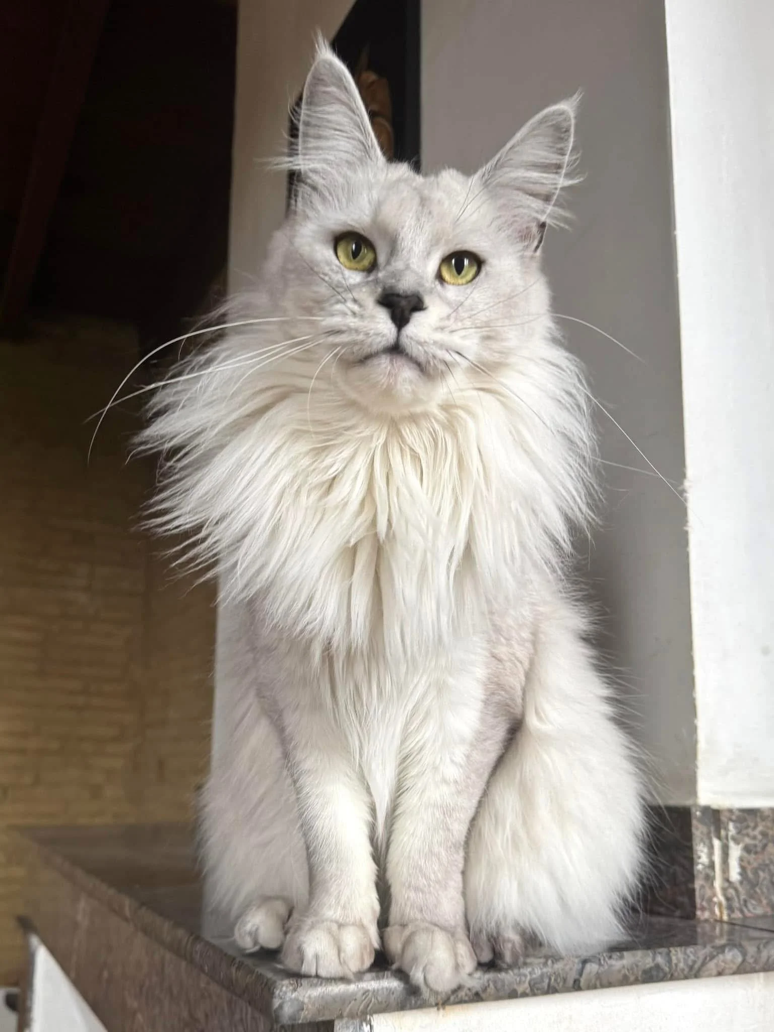 black silver shaded female maine coon sitting