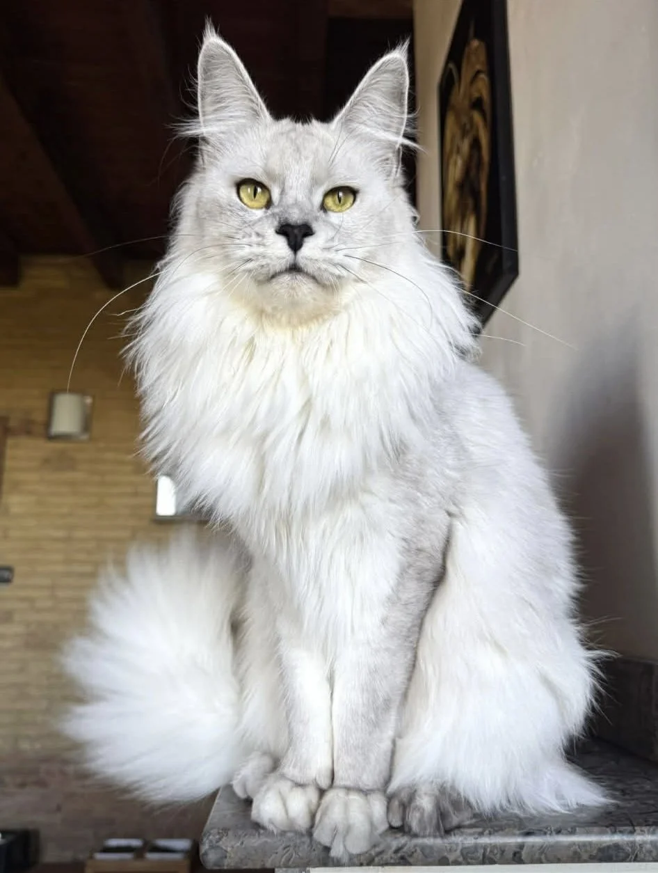 black silver shaded female maine coon
