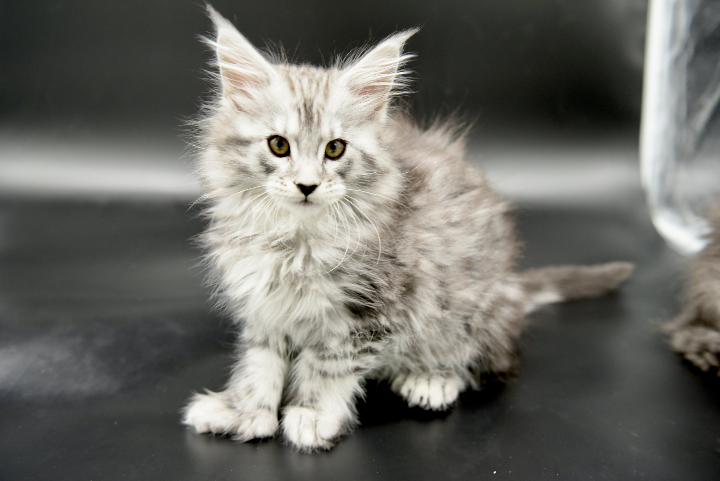 black silver female maine coon