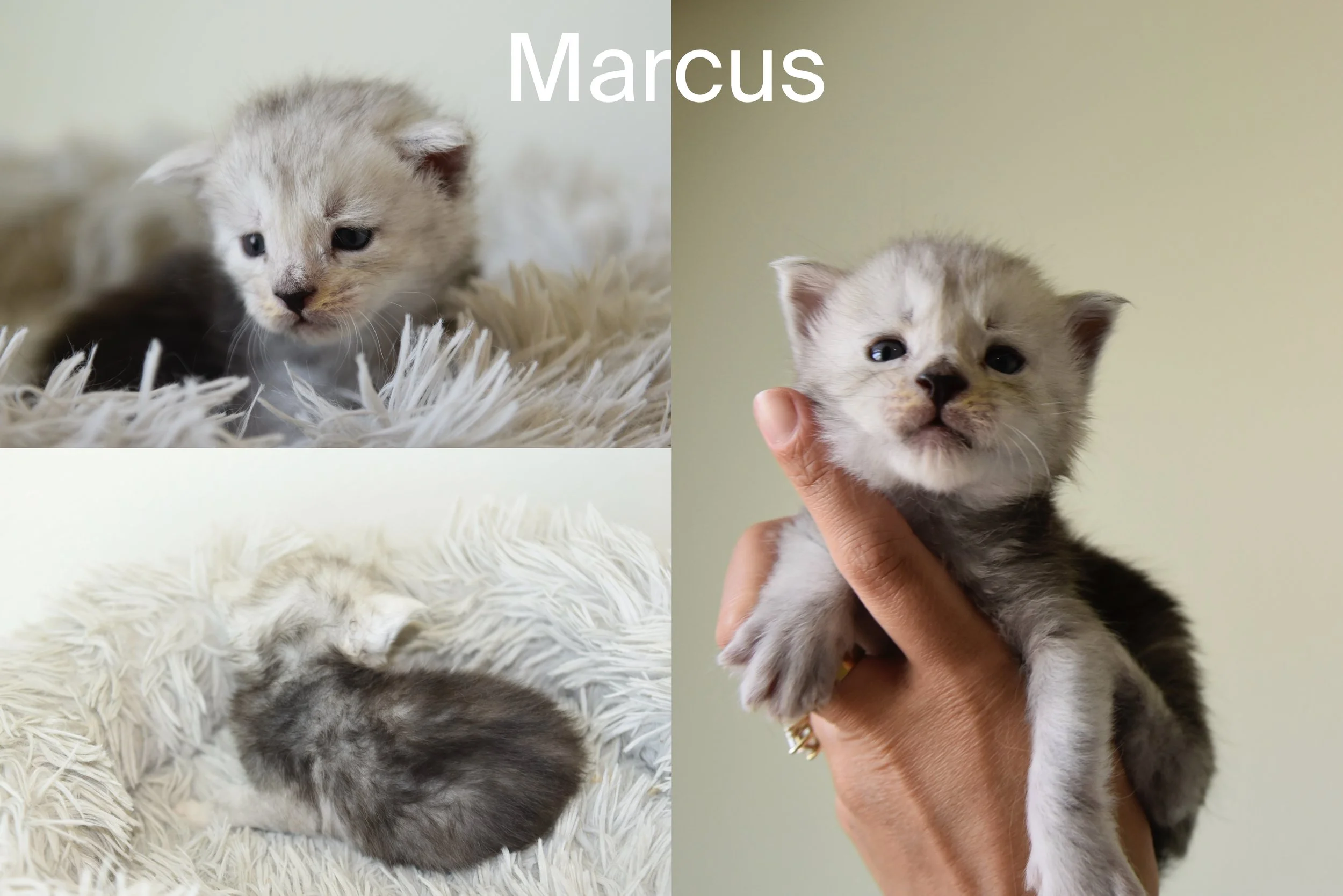 male maine coon kitten called marcus black silver