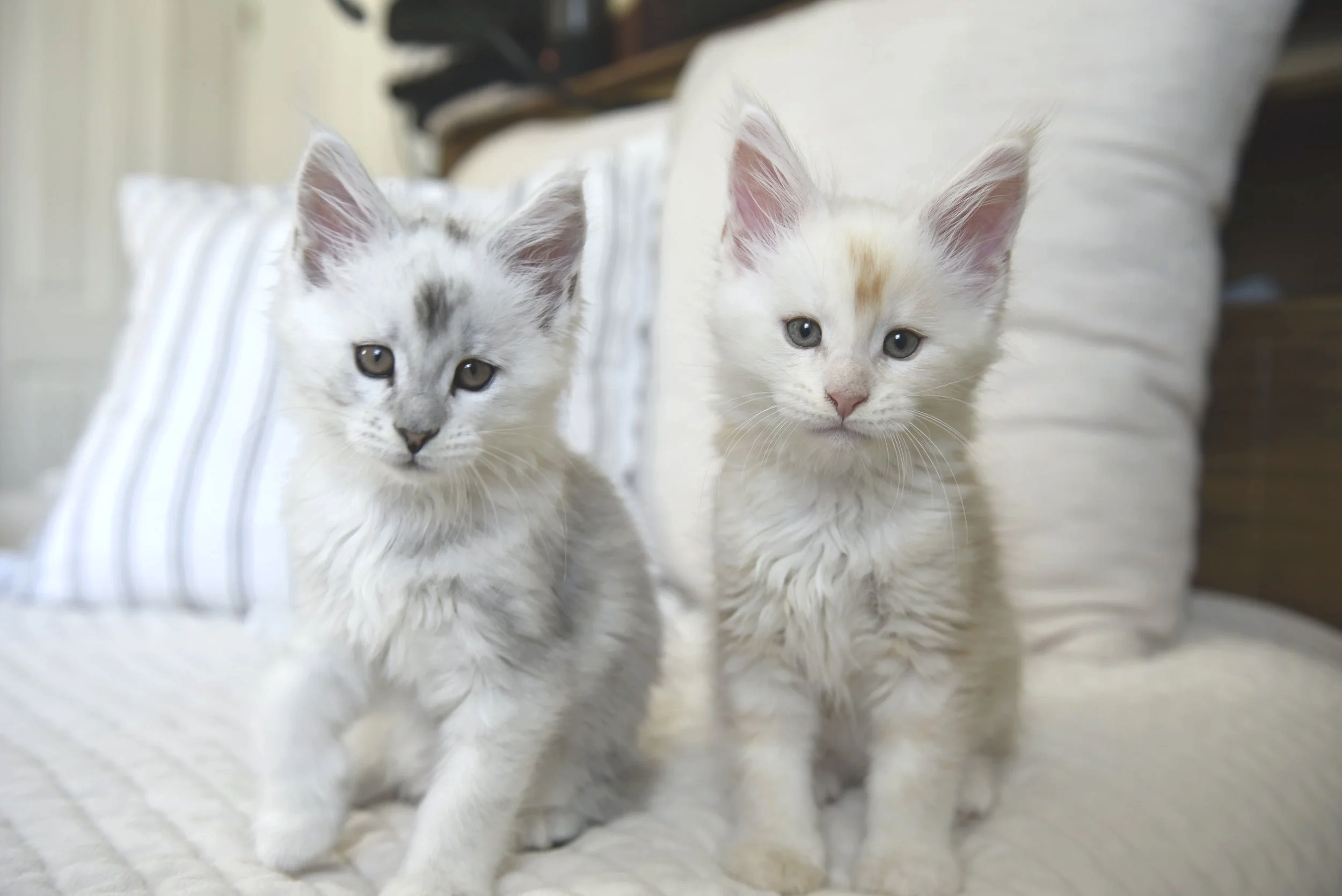 Two baby maine coon kittens from our cattery