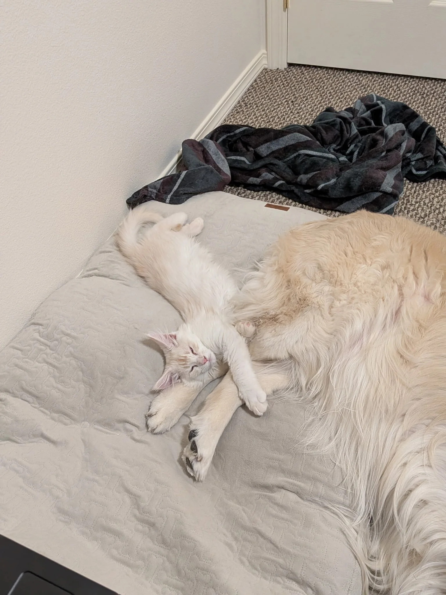 maine coon sleeping with dog golden retriever.