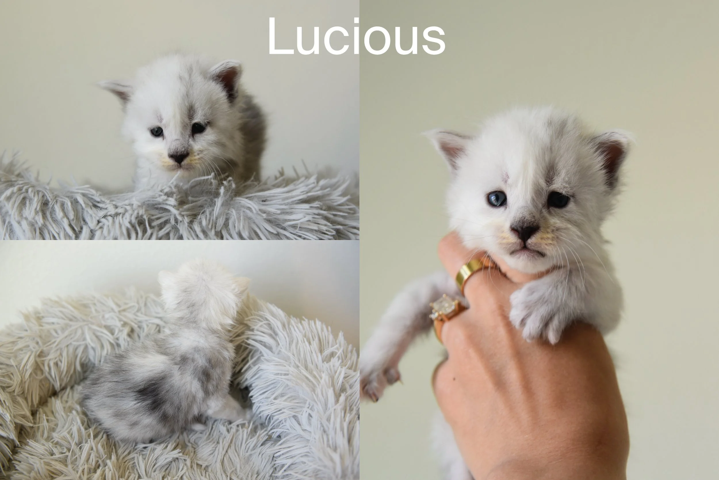 male black silver shaded maine coon called lucious