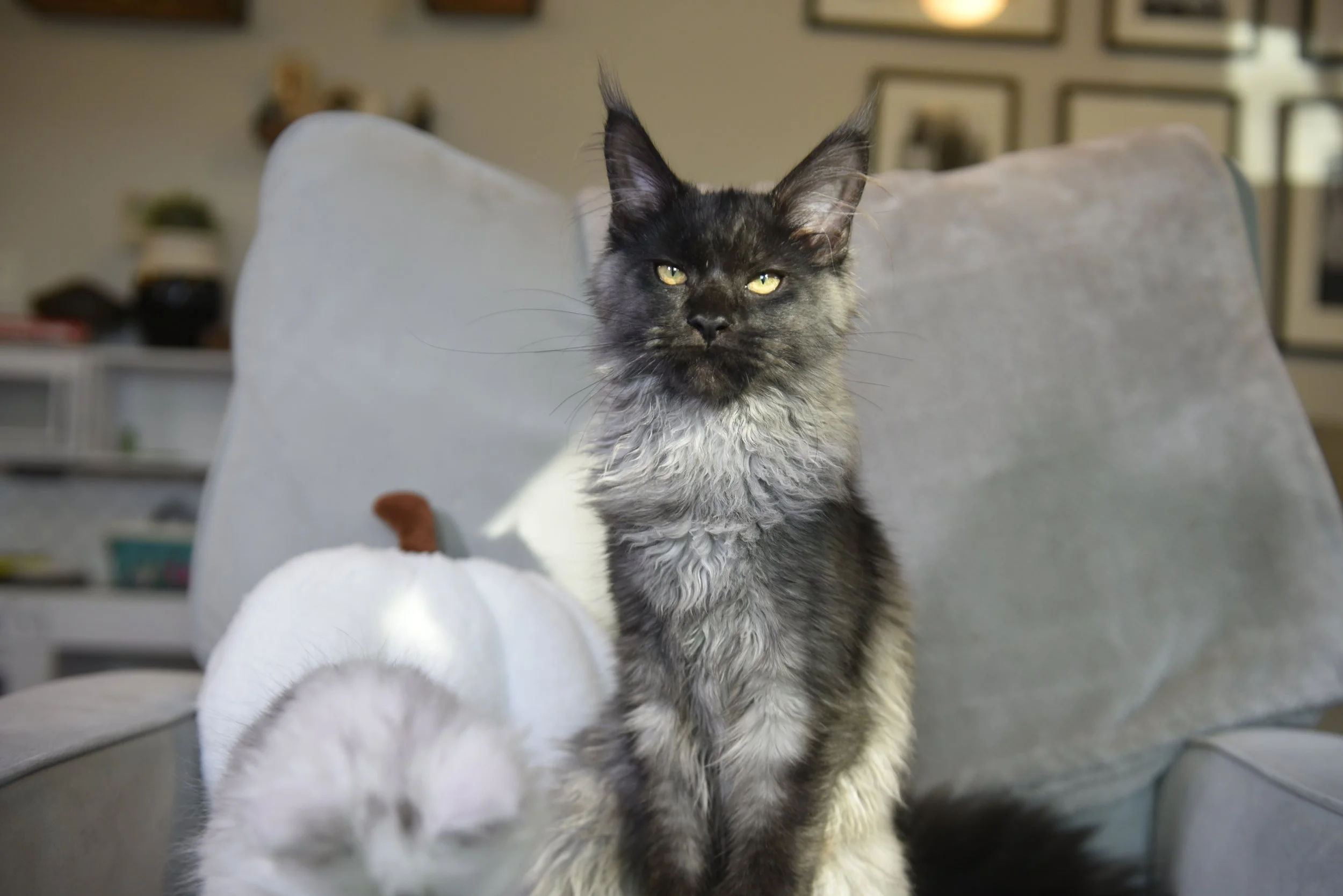 black smoke female maine coon starring intently into camera. wild look